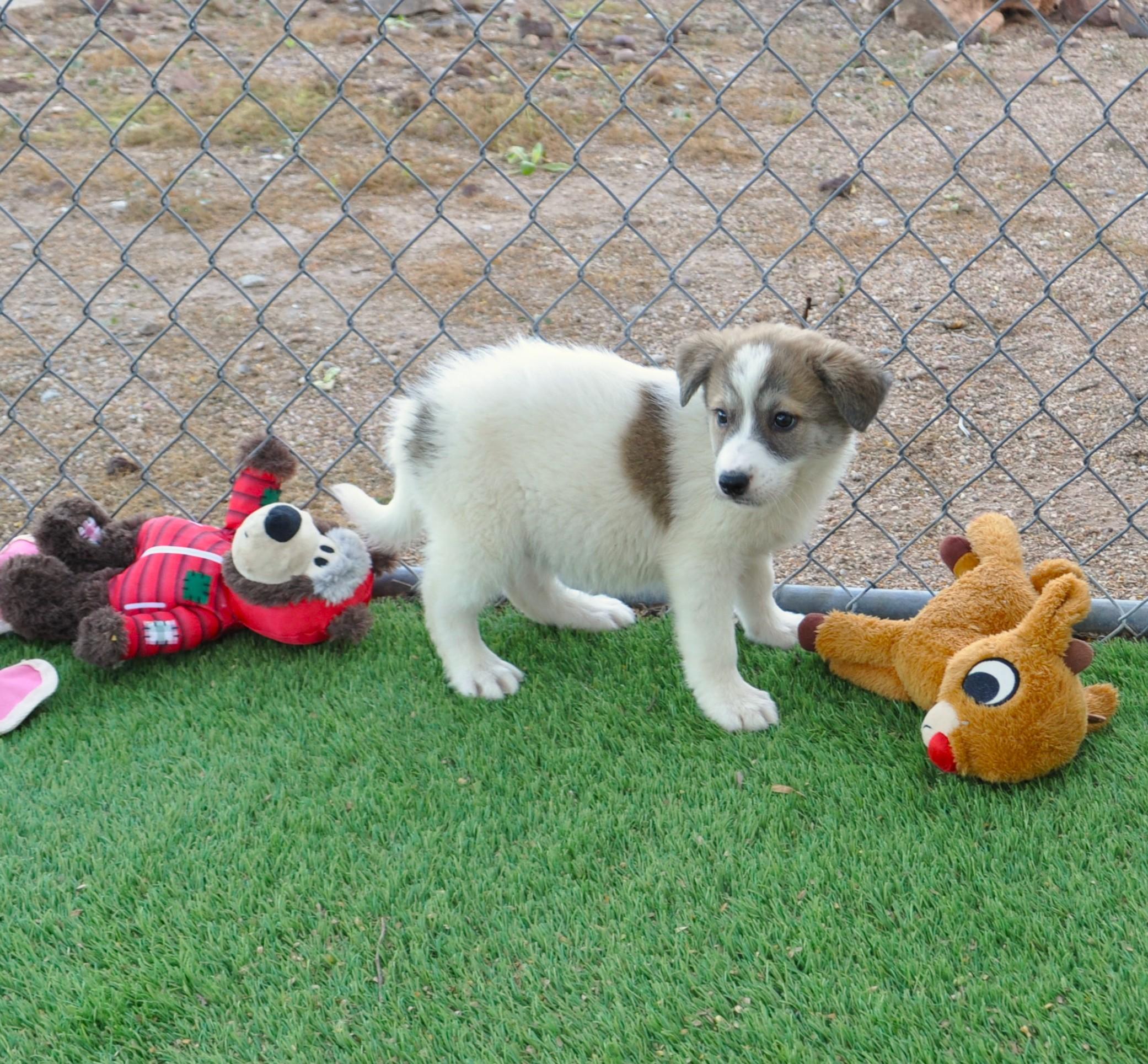 Enlarge Confetti, an adopted mixed breed in Apache Junction, AZ image 4/4