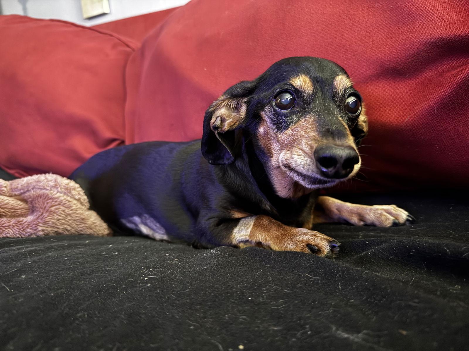 Bella Marie, Adopted, Senior Female Dachshund.