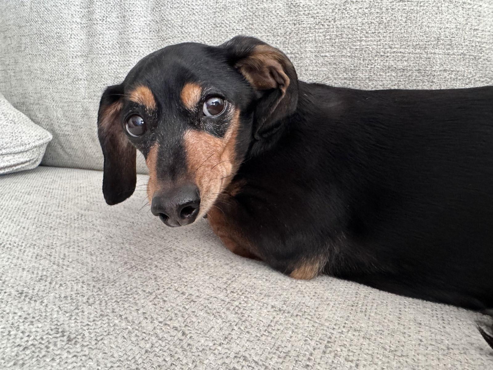 Bella Marie, a Adopted Dachshund in West Columbia, SC image 2/3