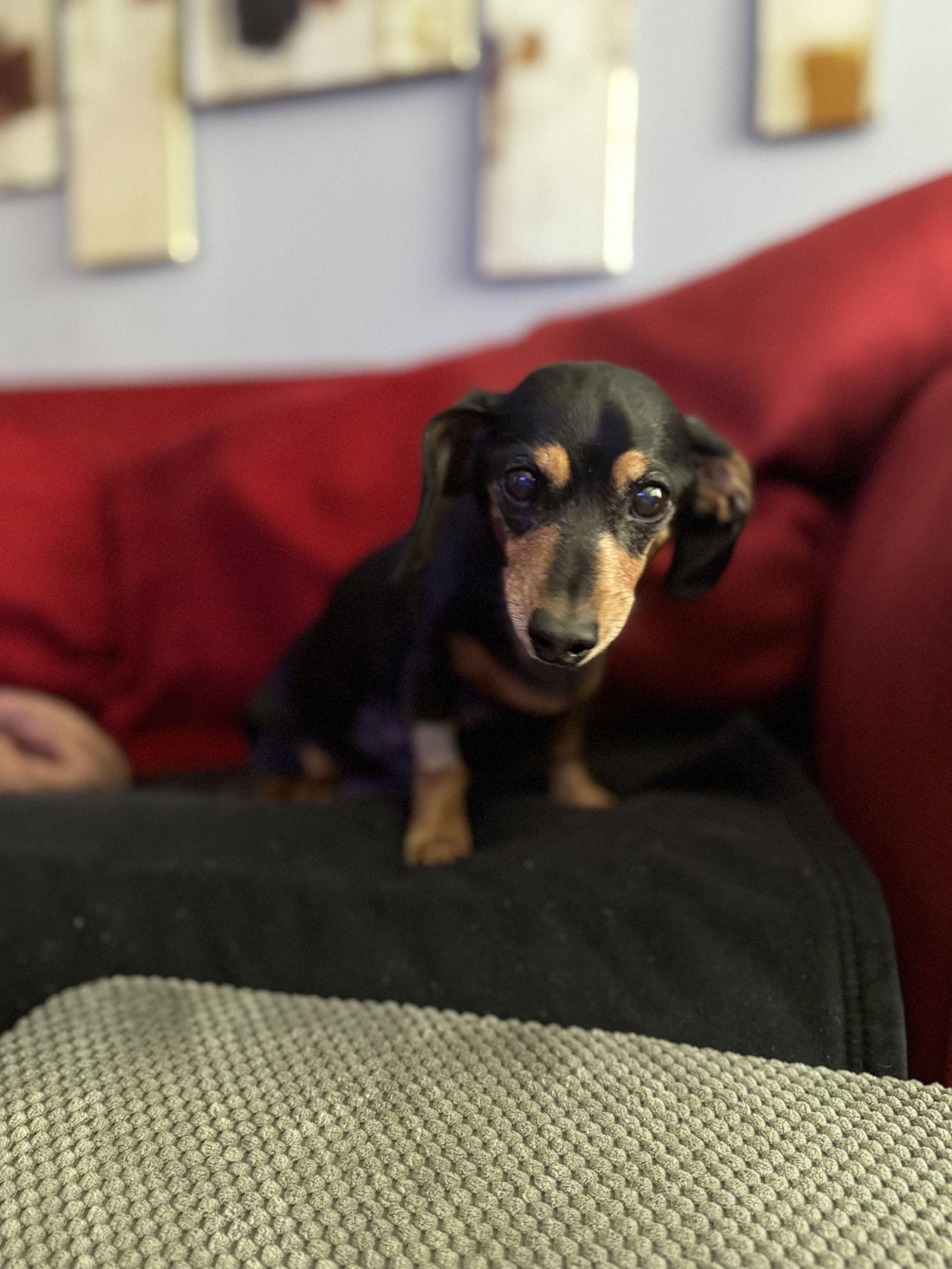 Bella Marie, a Adopted Dachshund in West Columbia, SC image 3/3