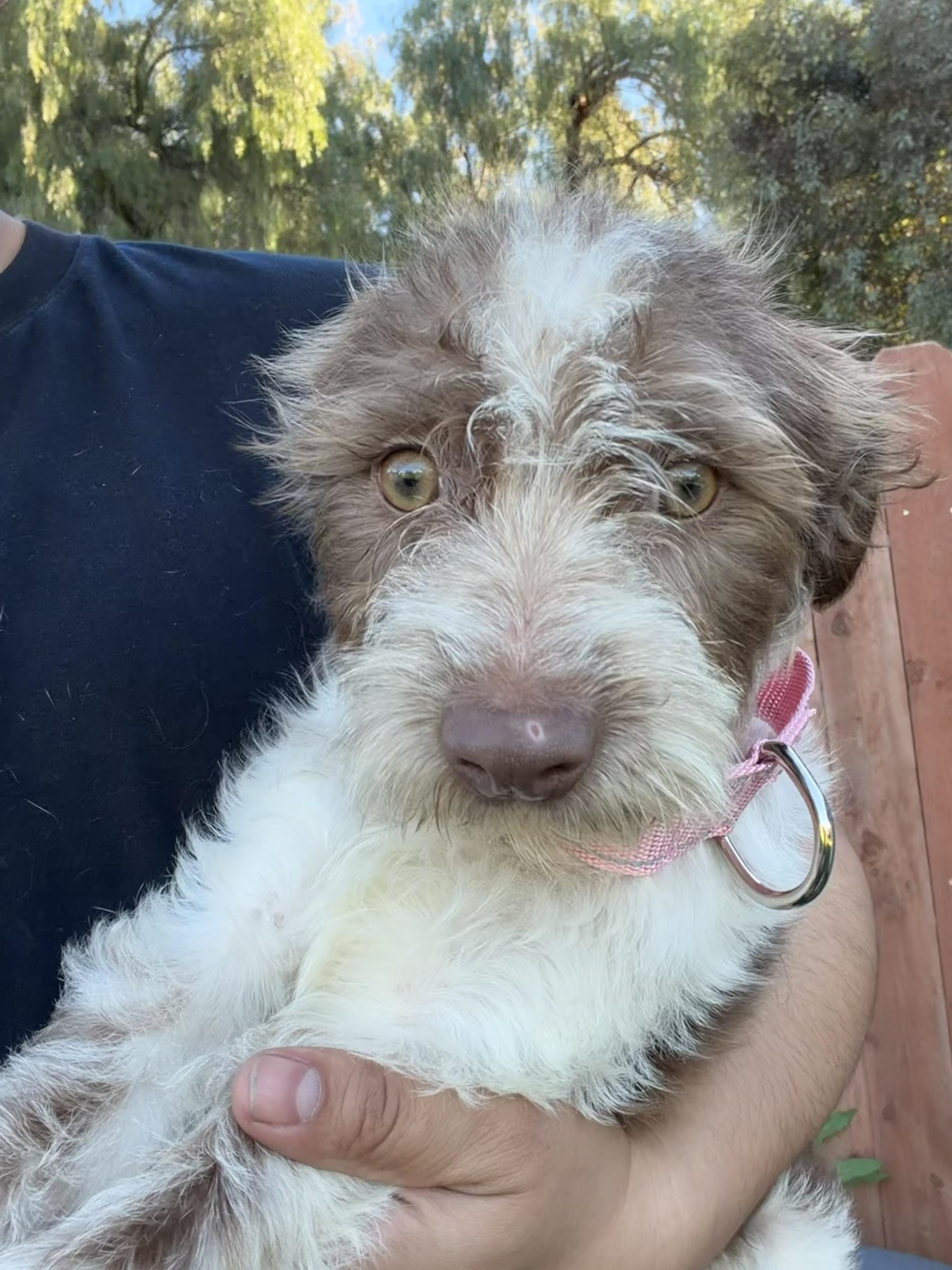 Janie, ADOPTABLE, Puppy Female German Wirehaired Pointer.