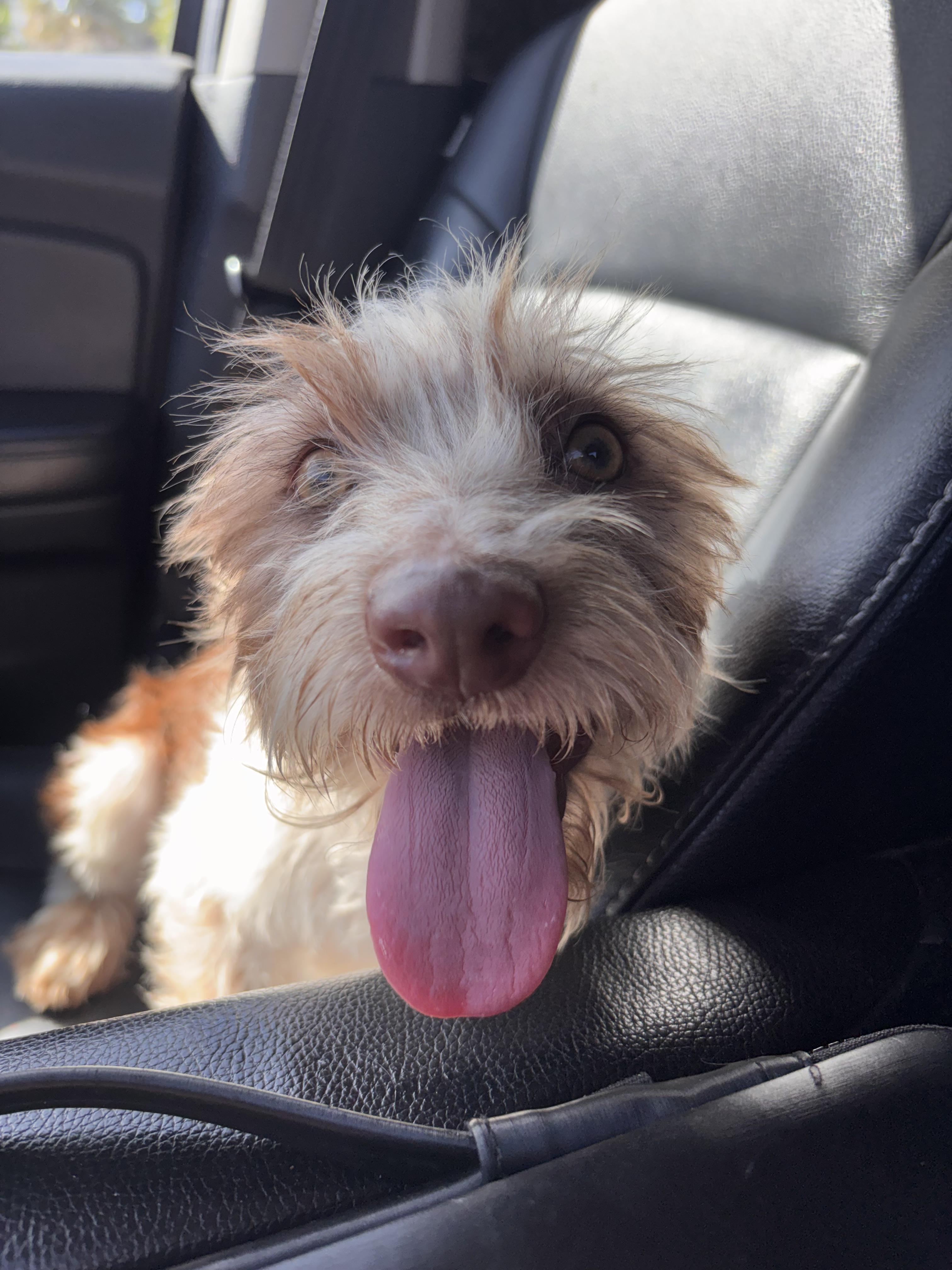 Enlarge Janie, a ADOPTABLE mixed breed in Corona, CA image 5/5