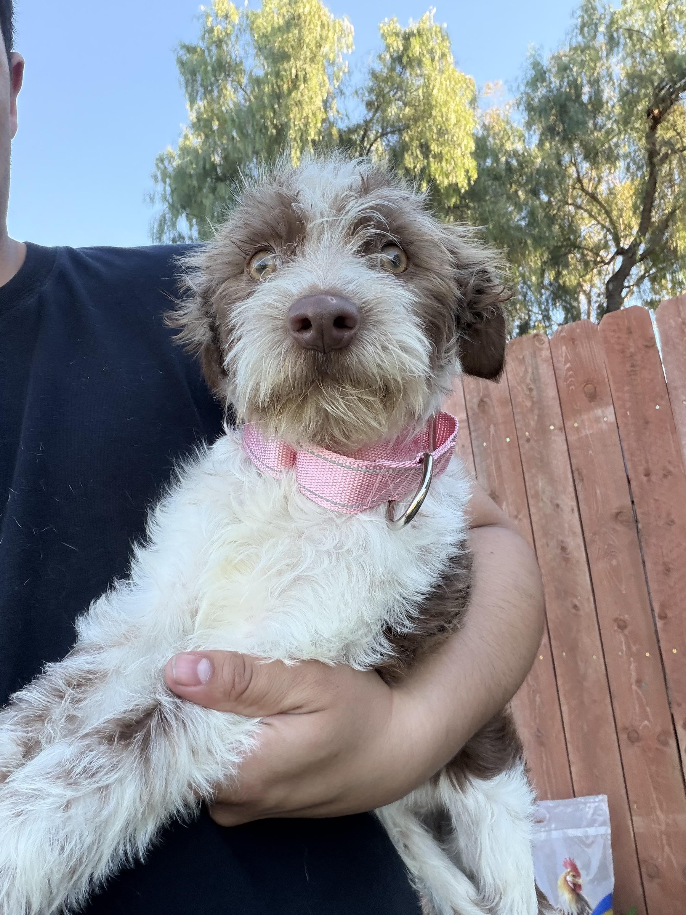 Enlarge Janie, a ADOPTABLE mixed breed in Corona, CA image 2/4