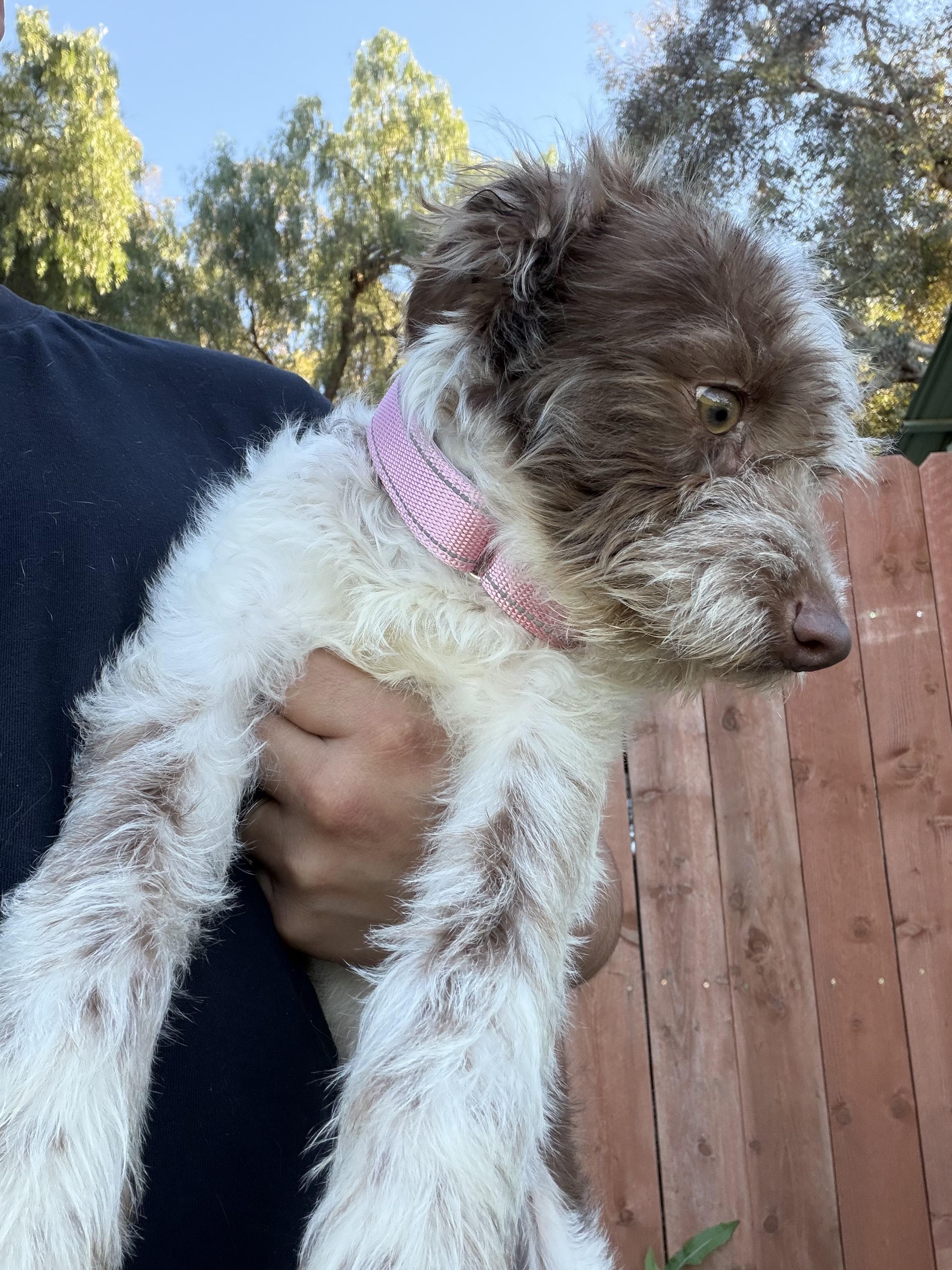 Enlarge Janie, a ADOPTABLE mixed breed in Corona, CA image 3/4