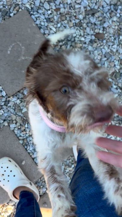 Enlarge Janie, a ADOPTABLE mixed breed in Corona, CA video 4/4