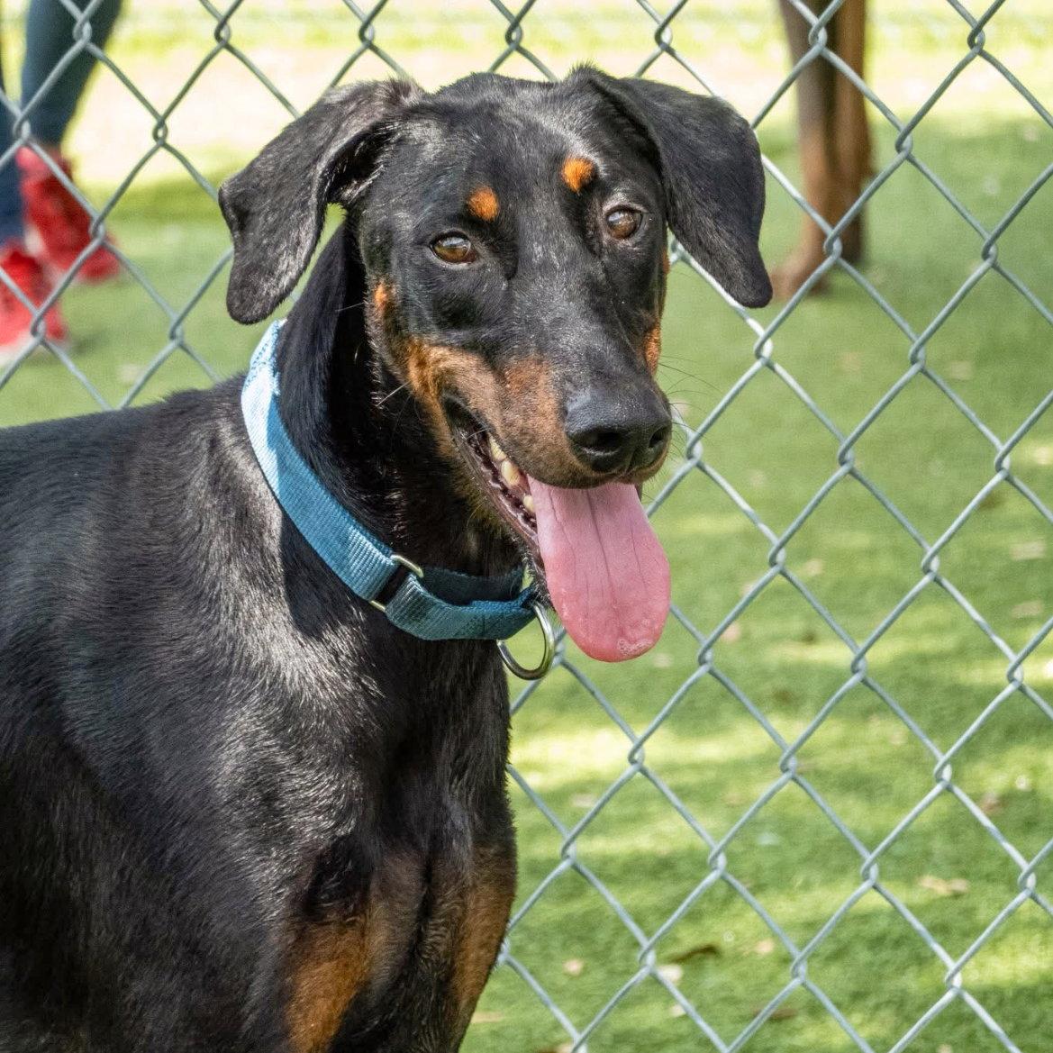 Stitch 3588, a Adoptable Doberman Pinscher in Oakland Park, FL image 1/3