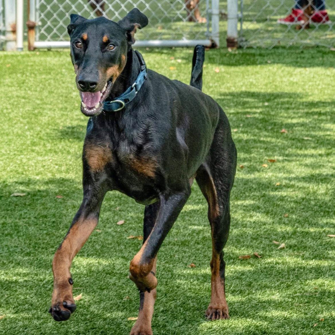 Stitch 3588, a Adoptable Doberman Pinscher in Oakland Park, FL image 2/3