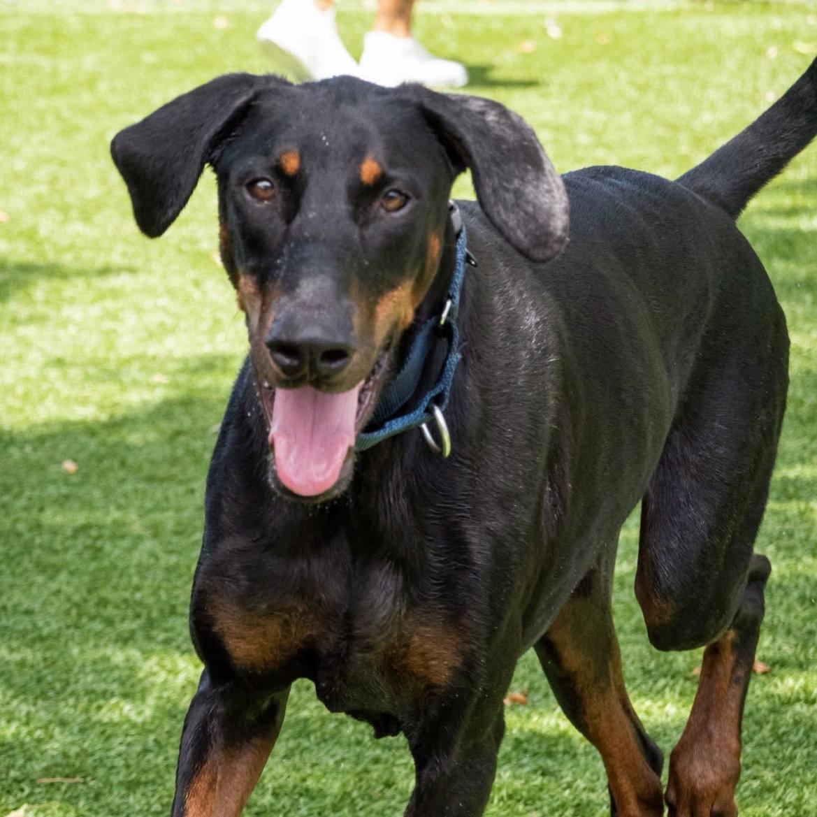 Stitch 3588, a Adoptable Doberman Pinscher in Oakland Park, FL image 3/3