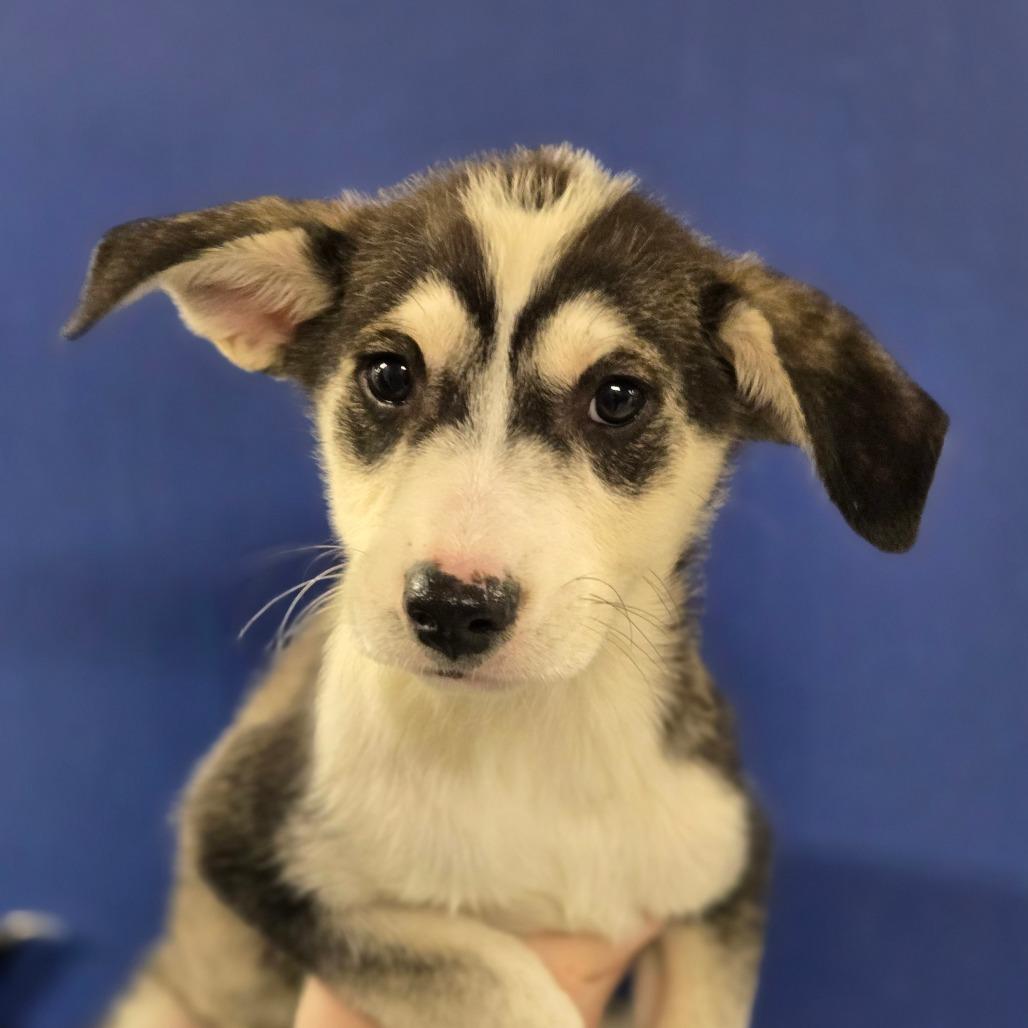 CT Titan, Adoptable, Puppy Male Catahoula Leopard Dog.