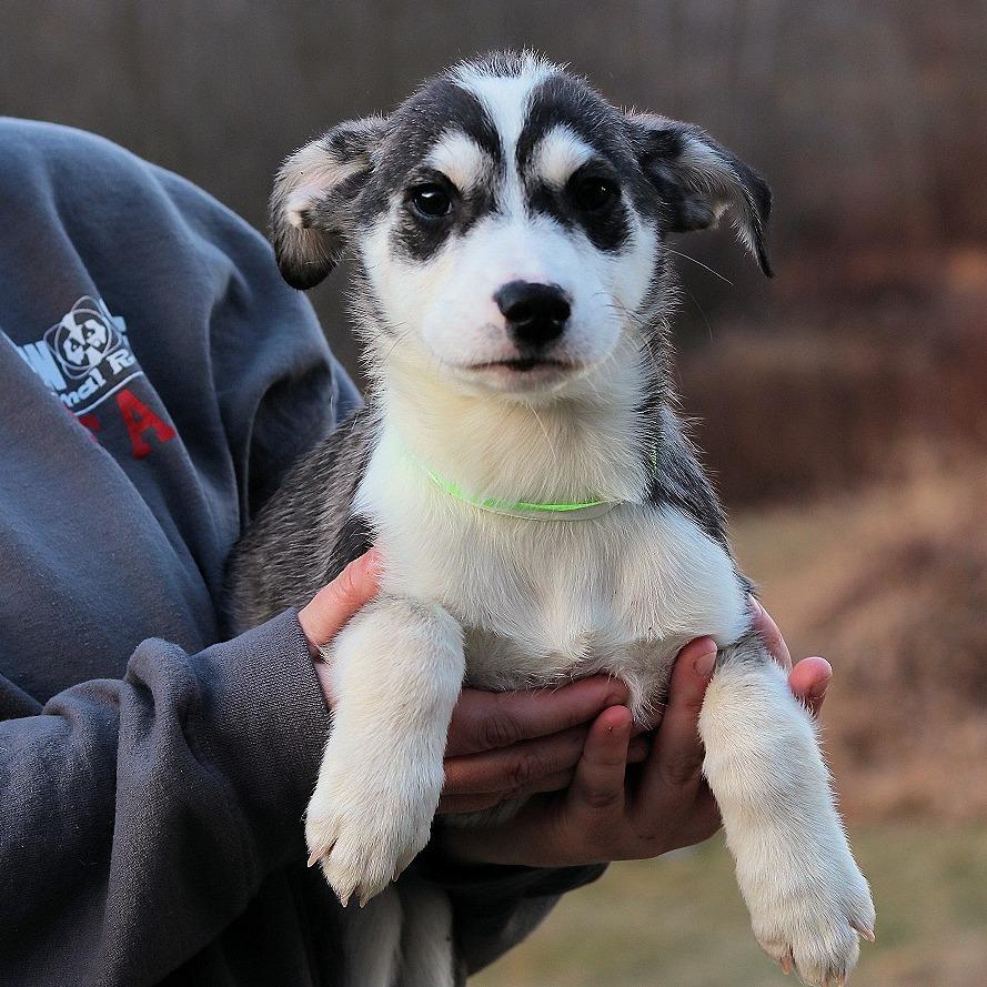 CT Titan, Adoptable, Puppy Male Catahoula Leopard Dog.