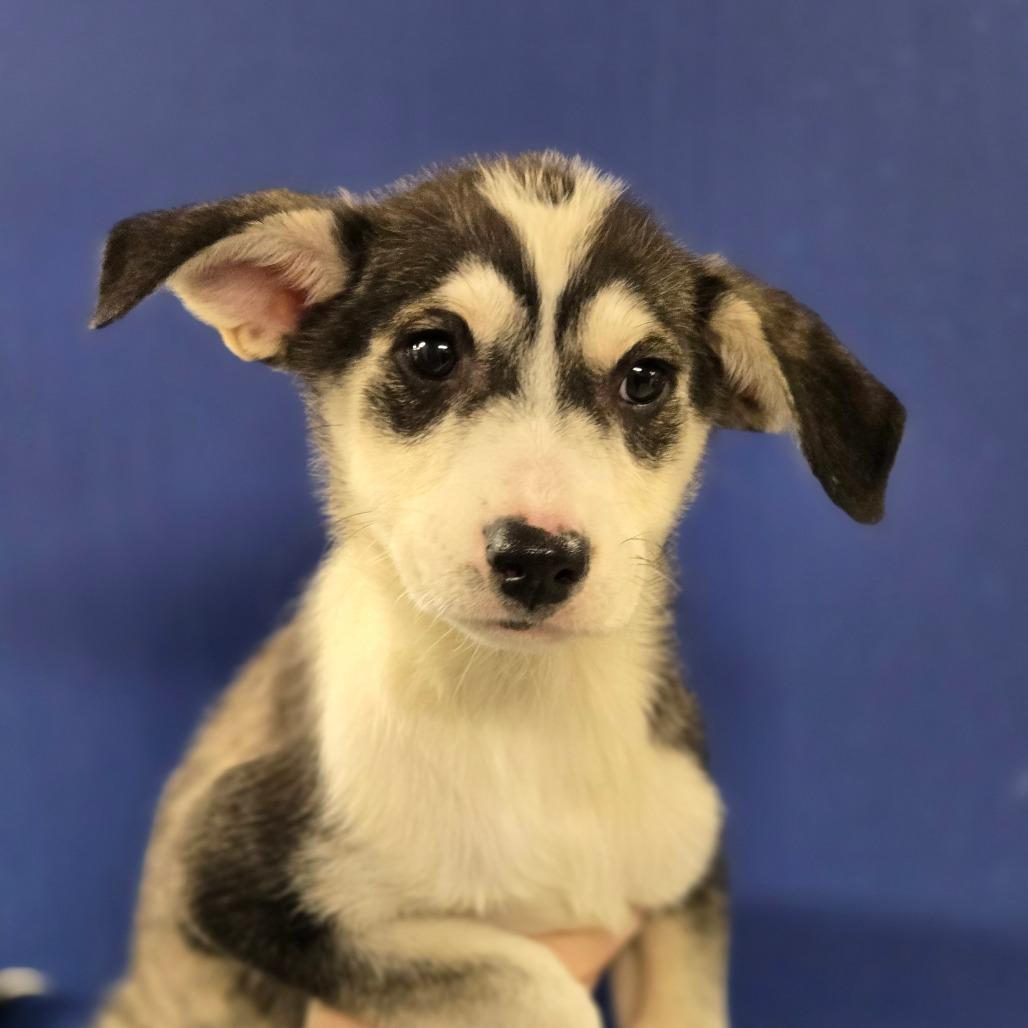 Enlarge CT Titan, a Adoptable mixed breed in Stormville, NY image 2/2