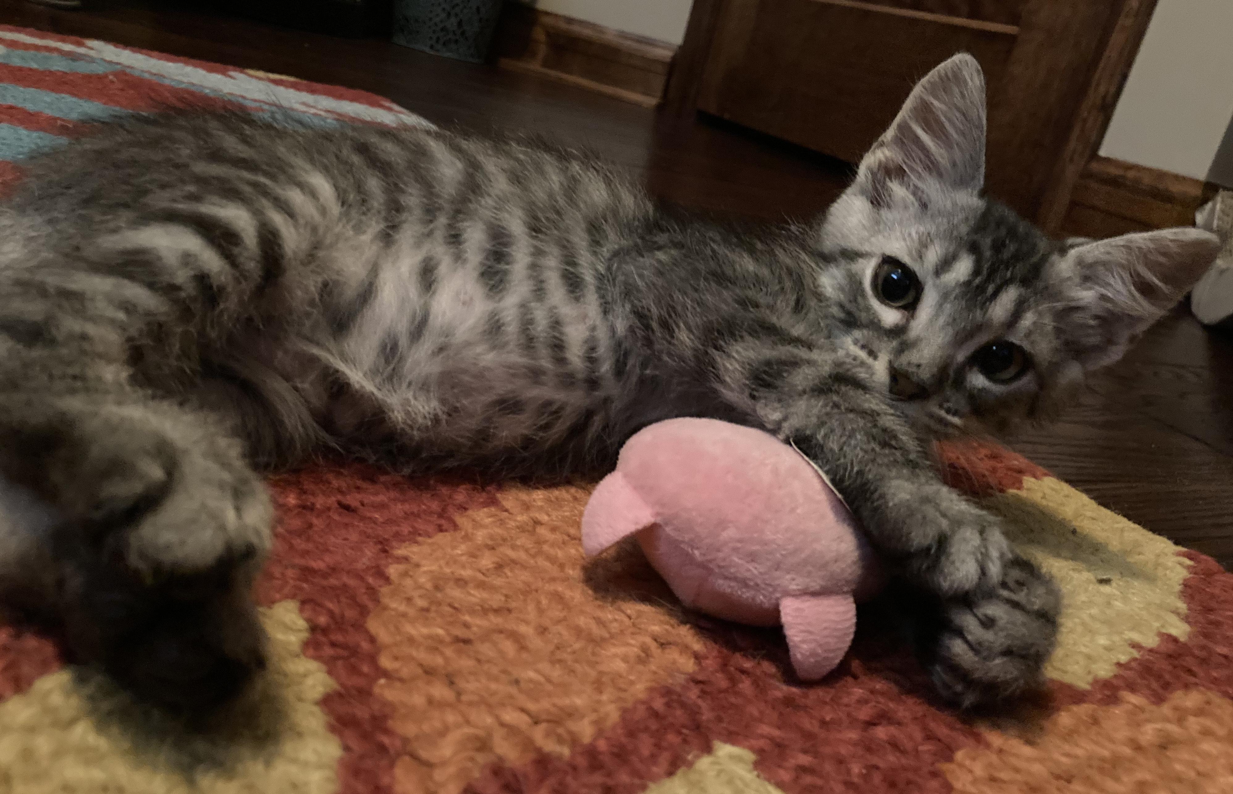 Enlarge Inky and Pinky, an adopted mixed breed in Mount Prospect, IL image 1/5