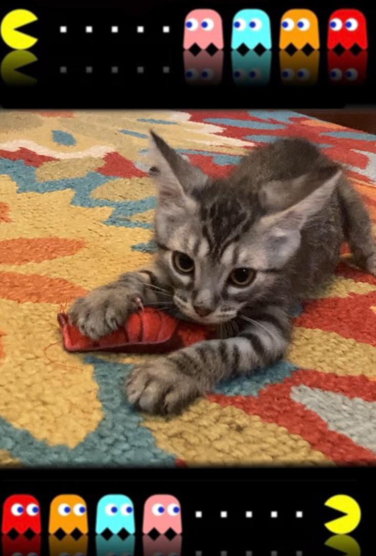 Enlarge Inky and Pinky, an adopted mixed breed in Mount Prospect, IL image 3/5