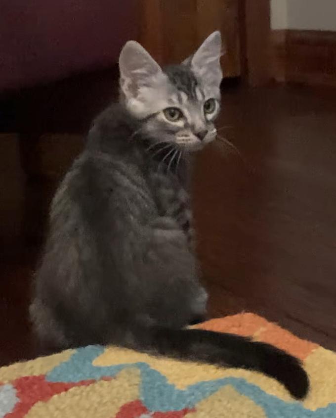 Enlarge Inky and Pinky, an adopted mixed breed in Mount Prospect, IL image 4/5