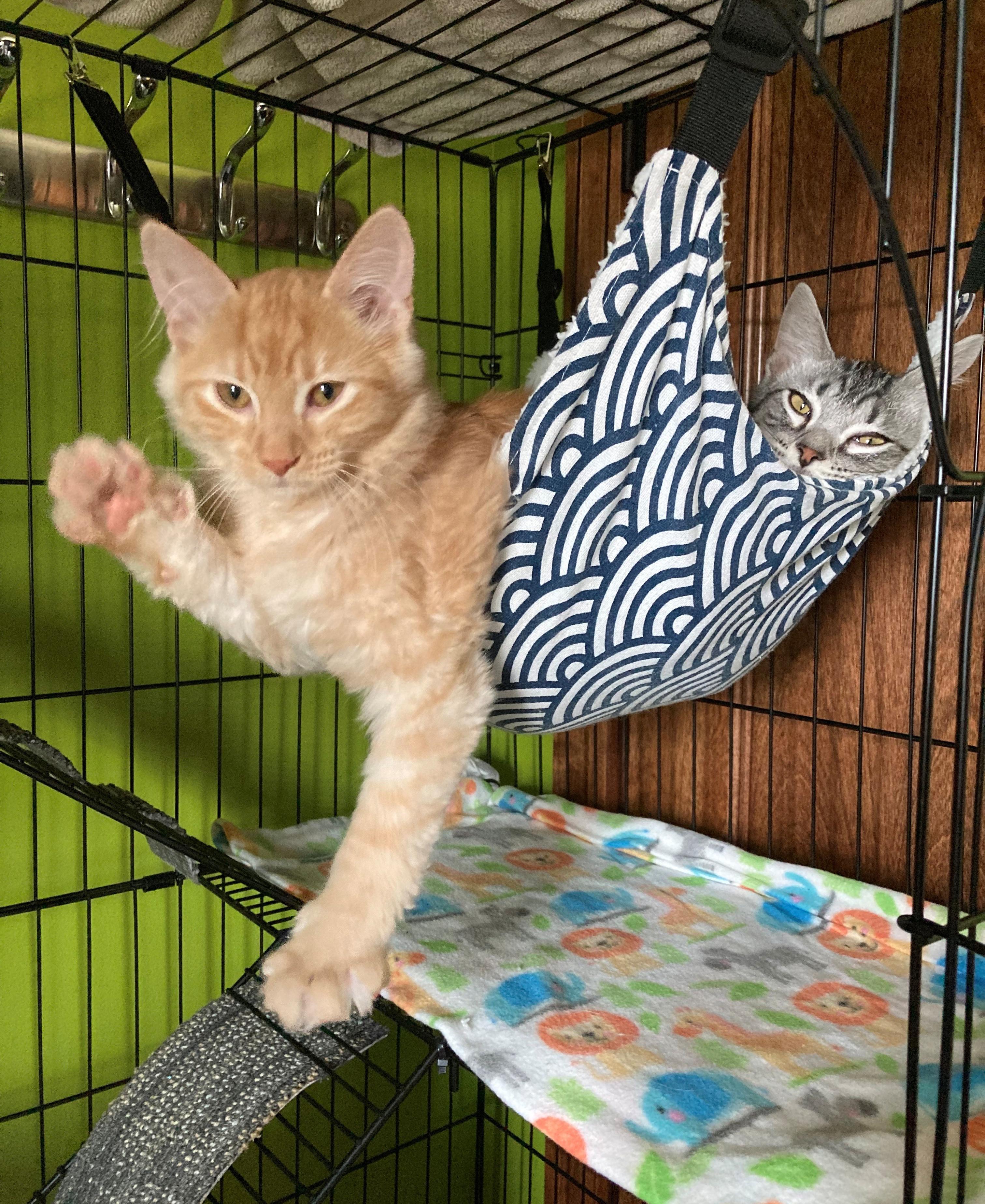 Enlarge Inky and Pinky, an adopted mixed breed in Mount Prospect, IL image 5/5