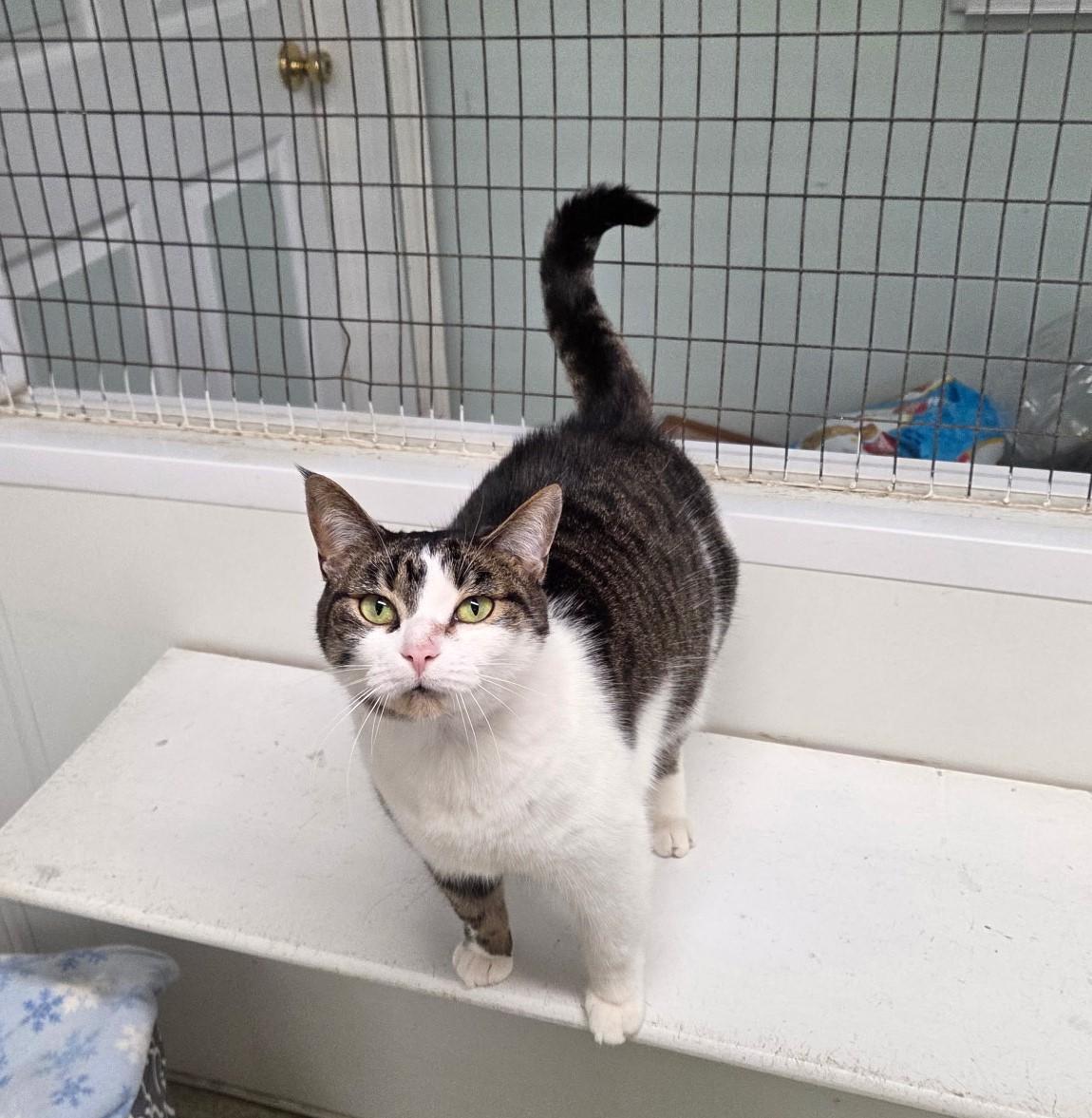 Enlarge Bellatrix, an adopted mixed breed in Carsonville, MI image 5/5