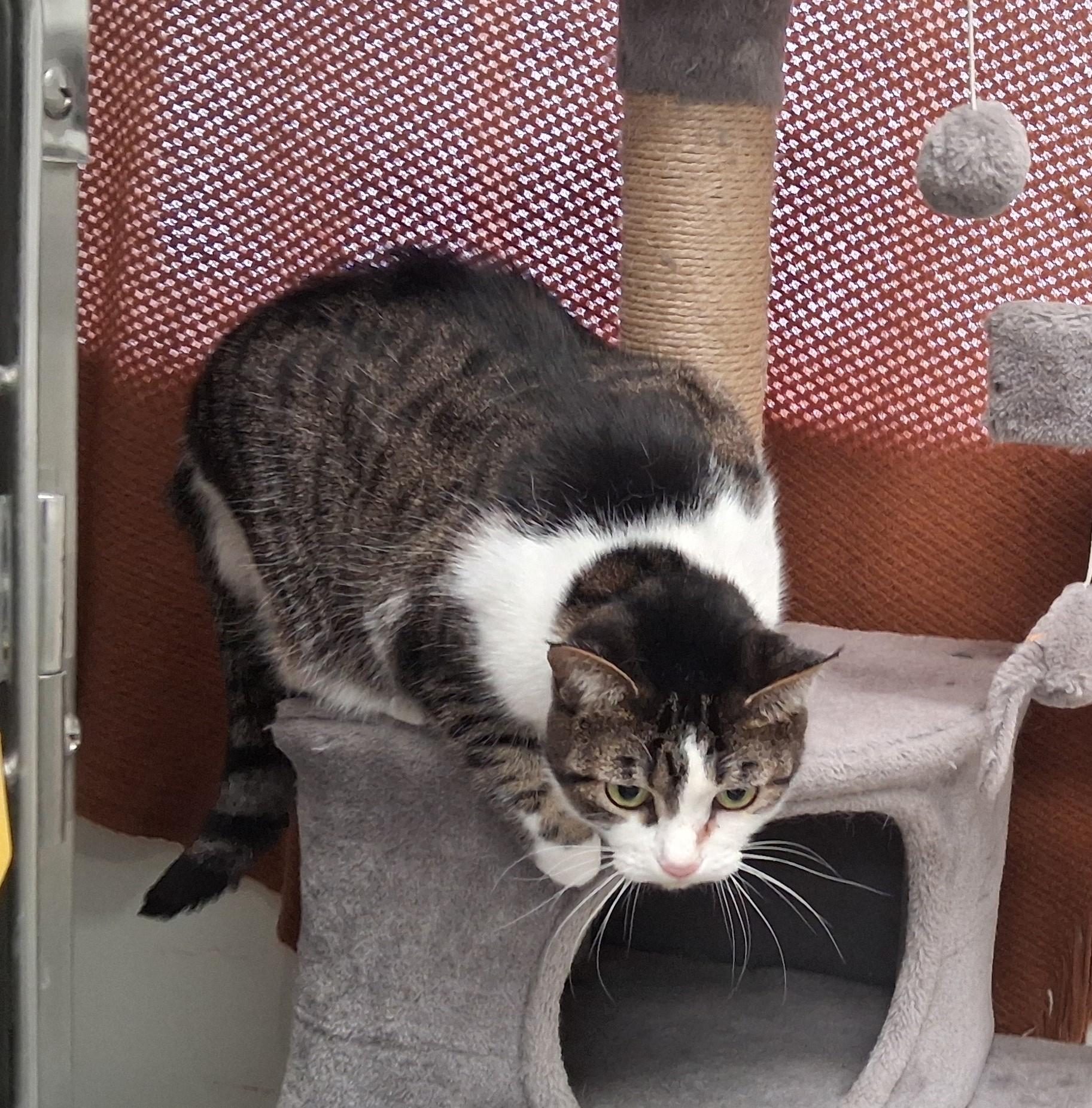 Enlarge Bellatrix, an adopted mixed breed in Carsonville, MI image 2/5