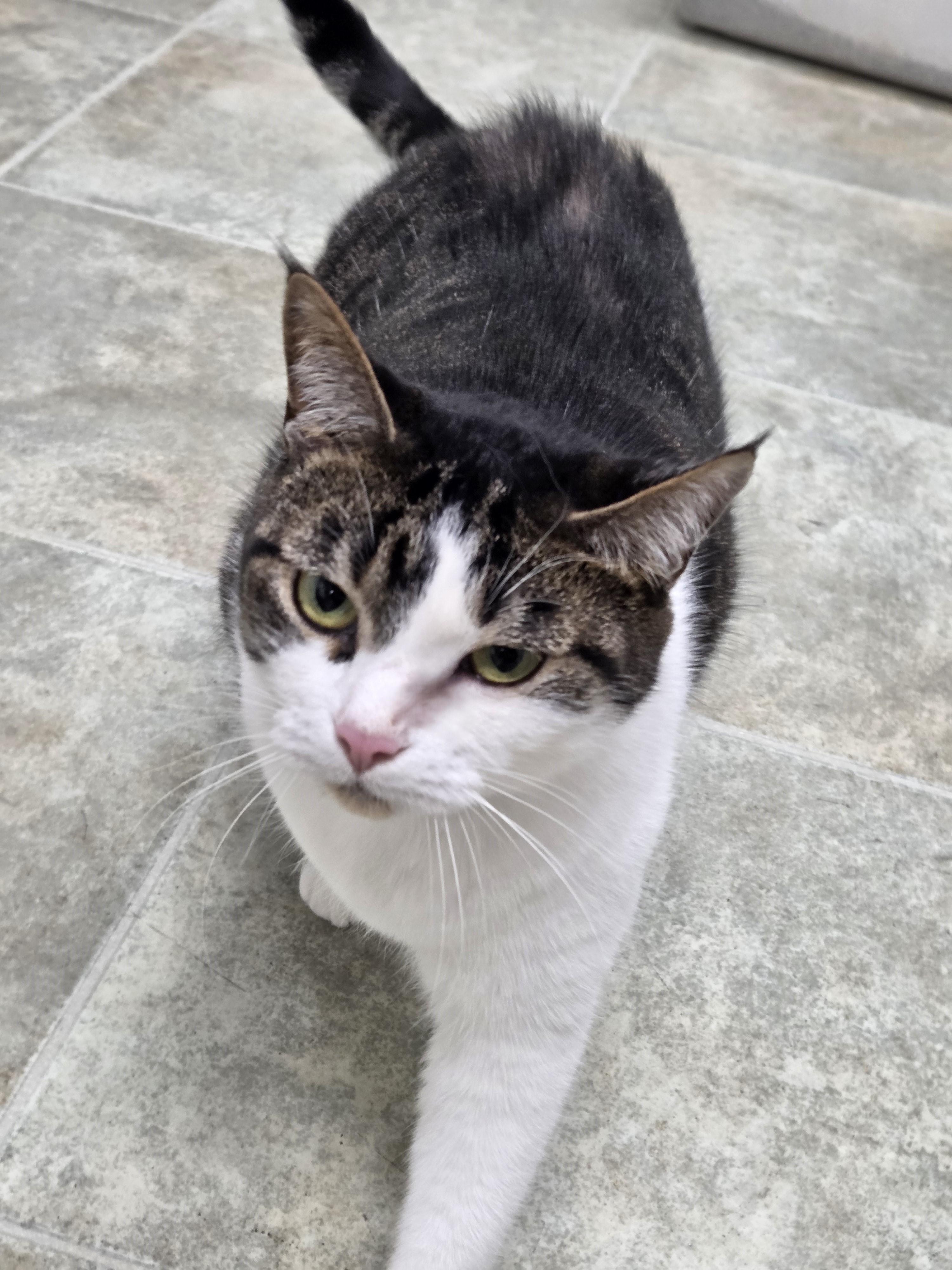 Bellatrix, adopted, Adult Female Domestic Short Hair.