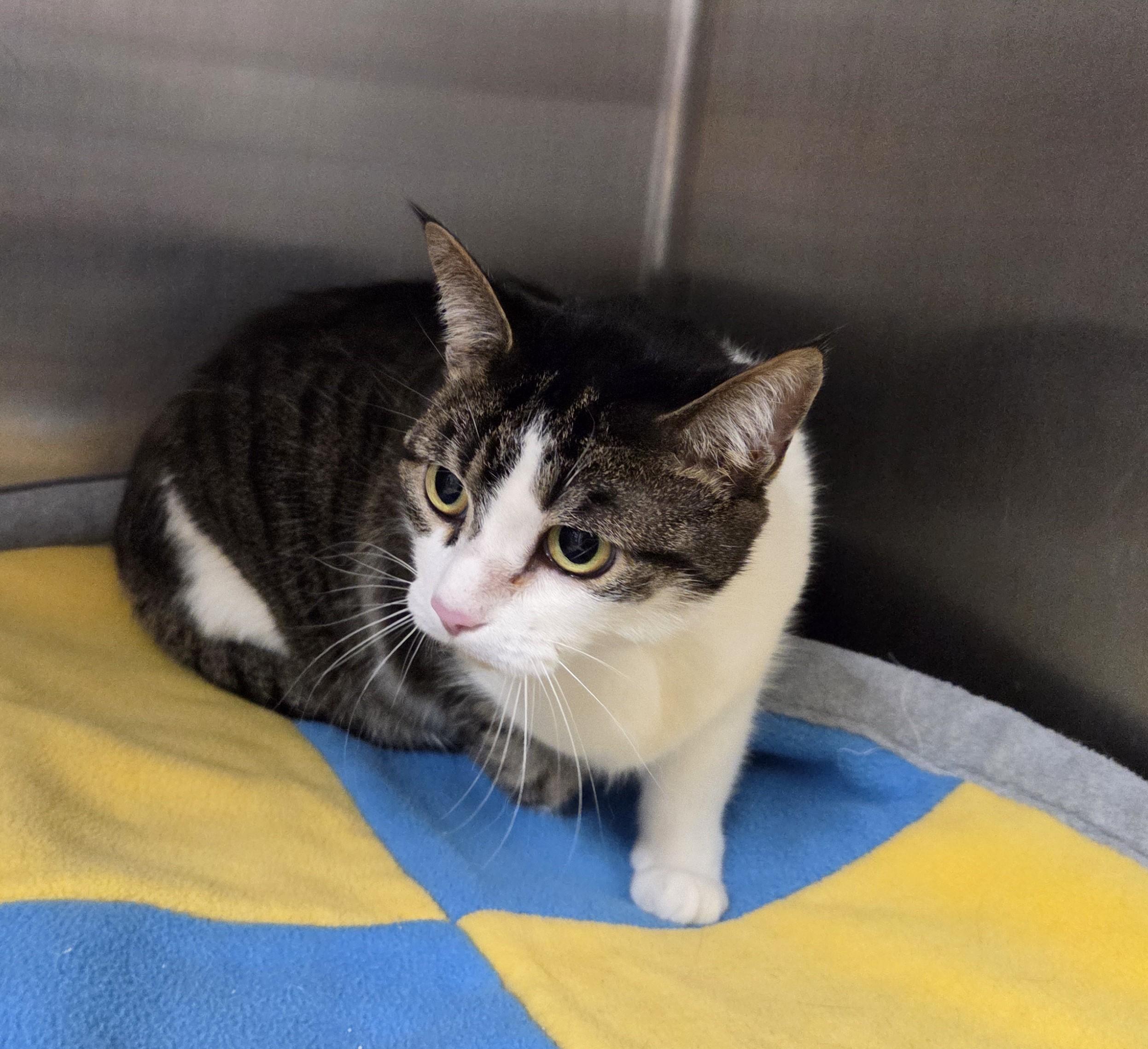 Enlarge Bellatrix, an adopted mixed breed in Carsonville, MI image 3/5