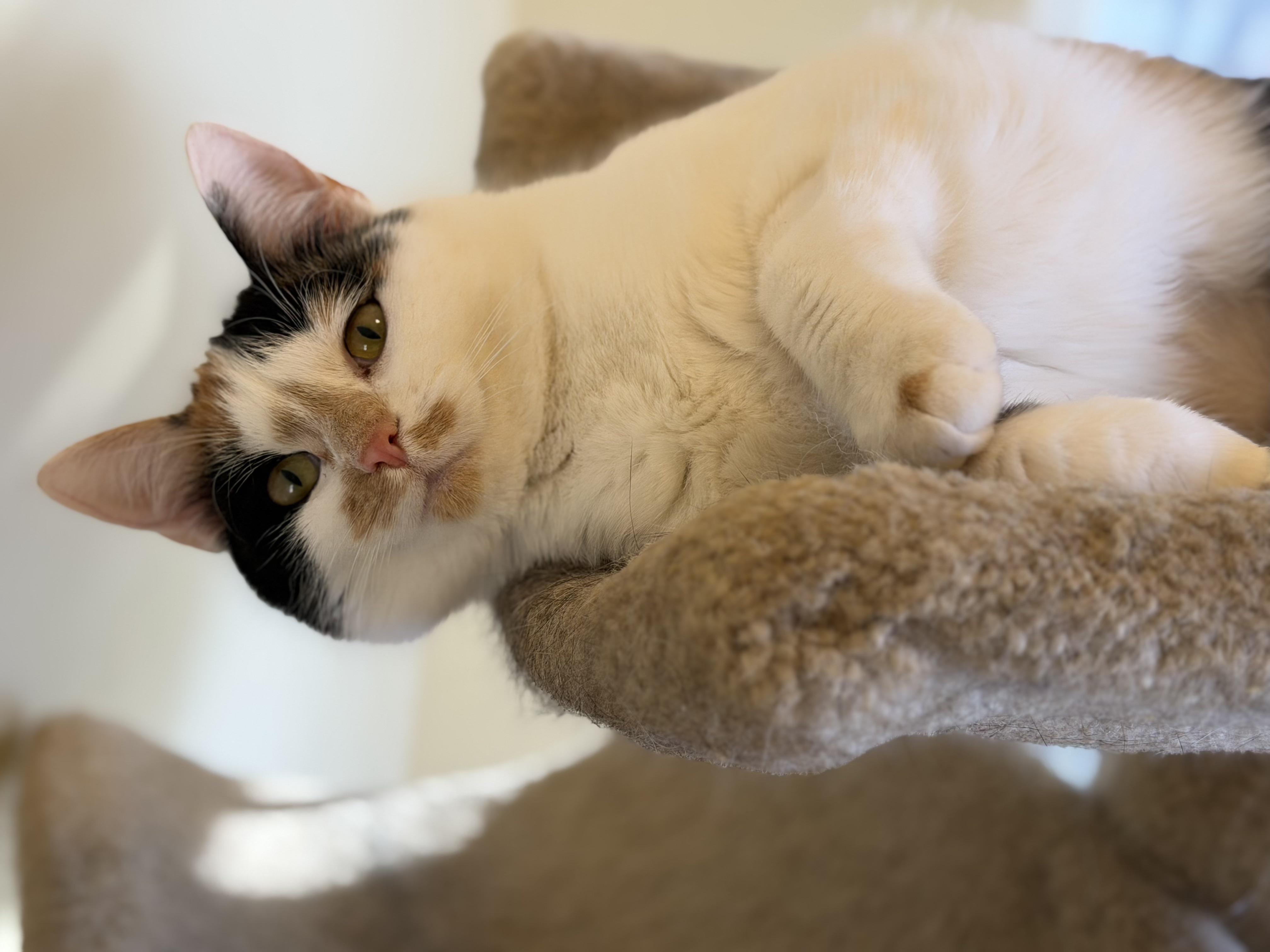 Enlarge Callie Sassafras (Sassy) , an adopted Calico in Plain City, OH image 5/5