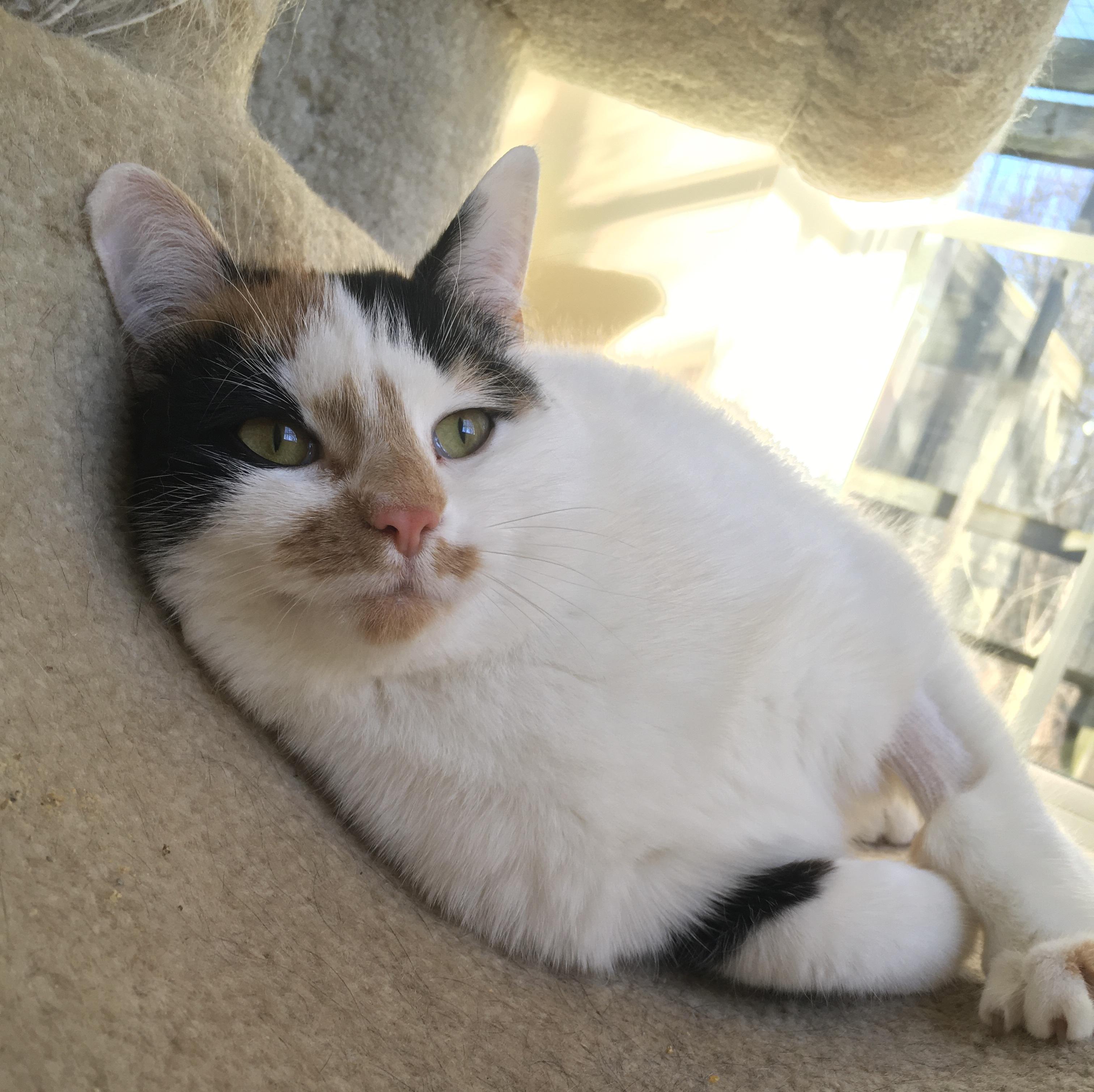 Enlarge Sassy , a ADOPTABLE Calico in Plain City, OH image 1/5