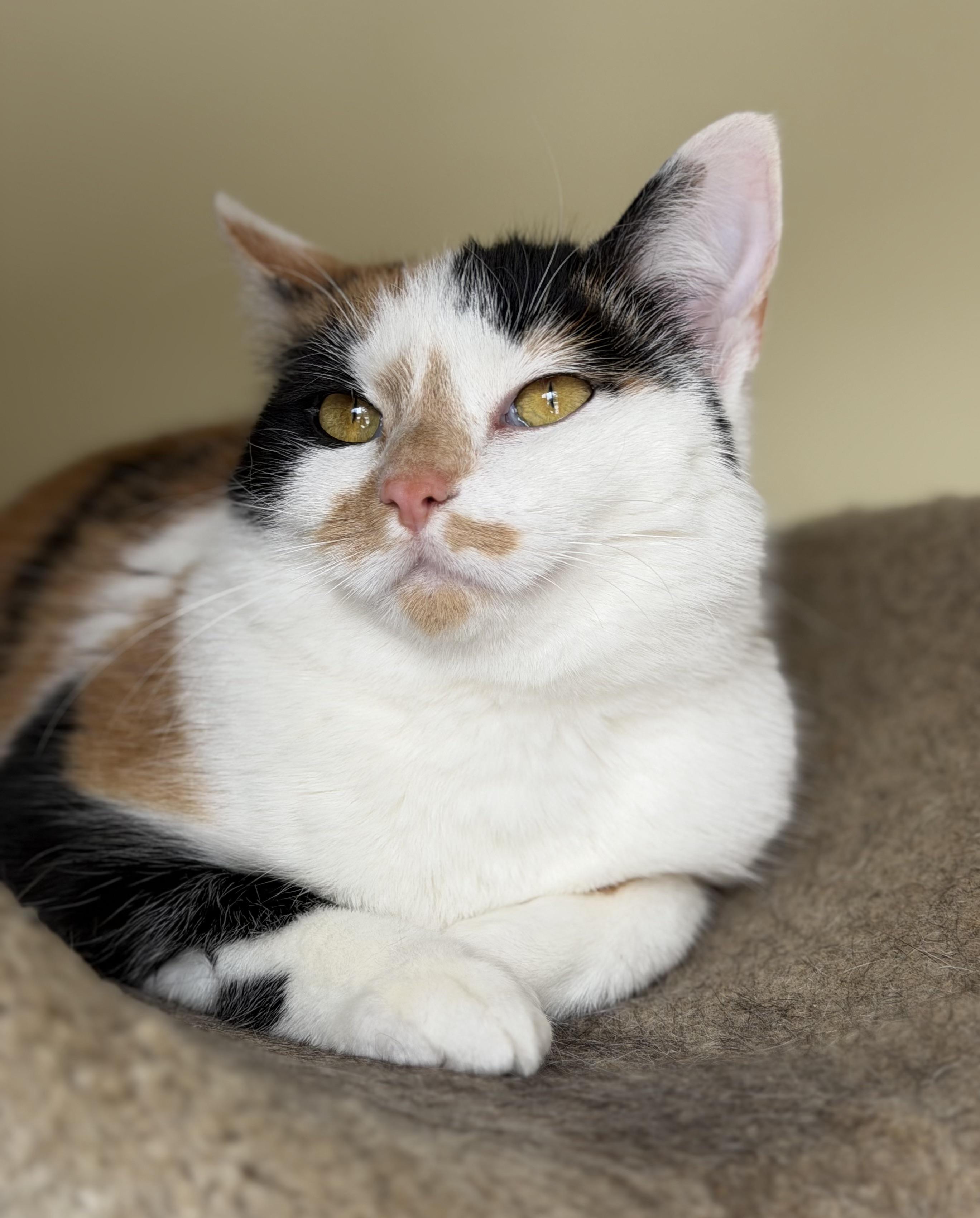 Enlarge Callie Sassafras (Sassy) , an adopted Calico in Plain City, OH image 1/5