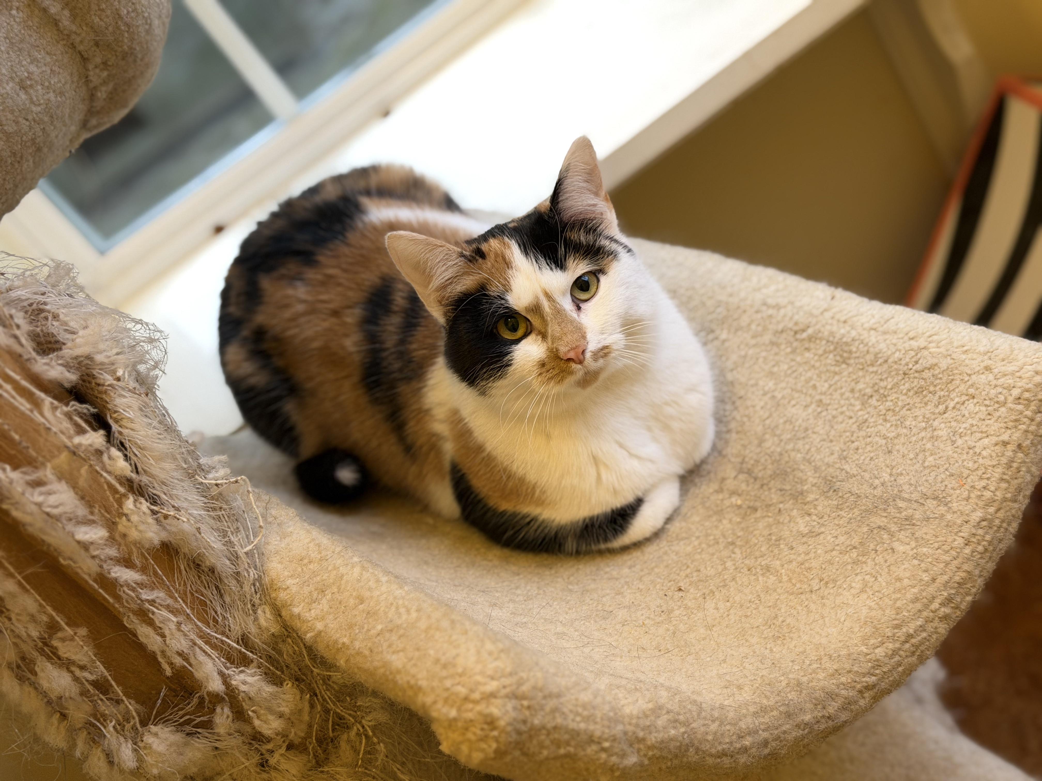 Enlarge Sassy , a ADOPTABLE Calico in Plain City, OH image 5/5
