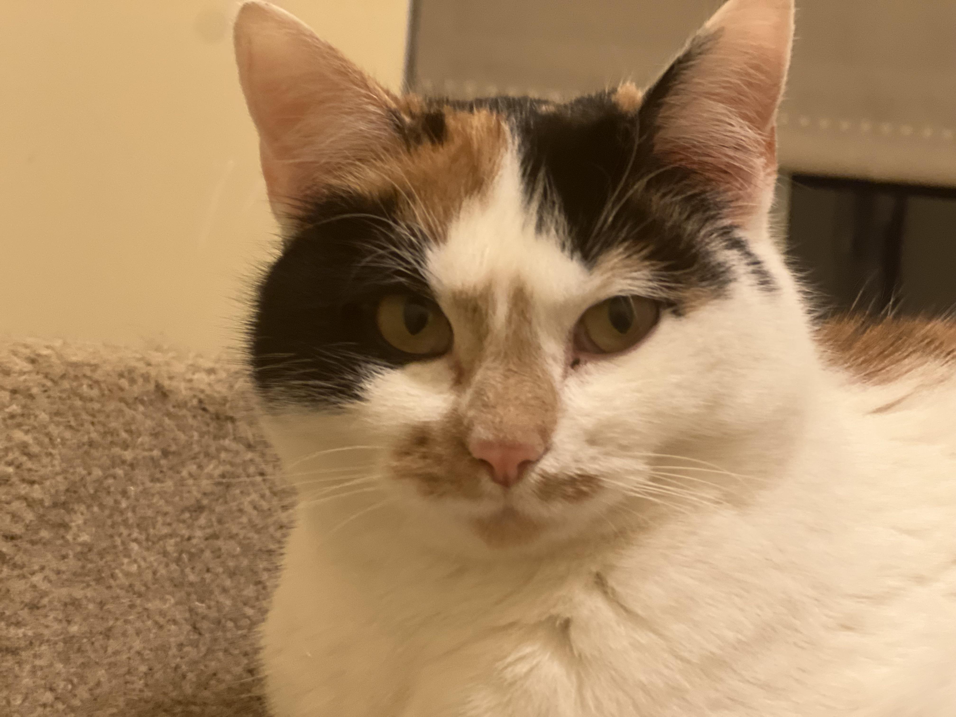 Enlarge Sassy , a ADOPTABLE Calico in Plain City, OH image 2/5