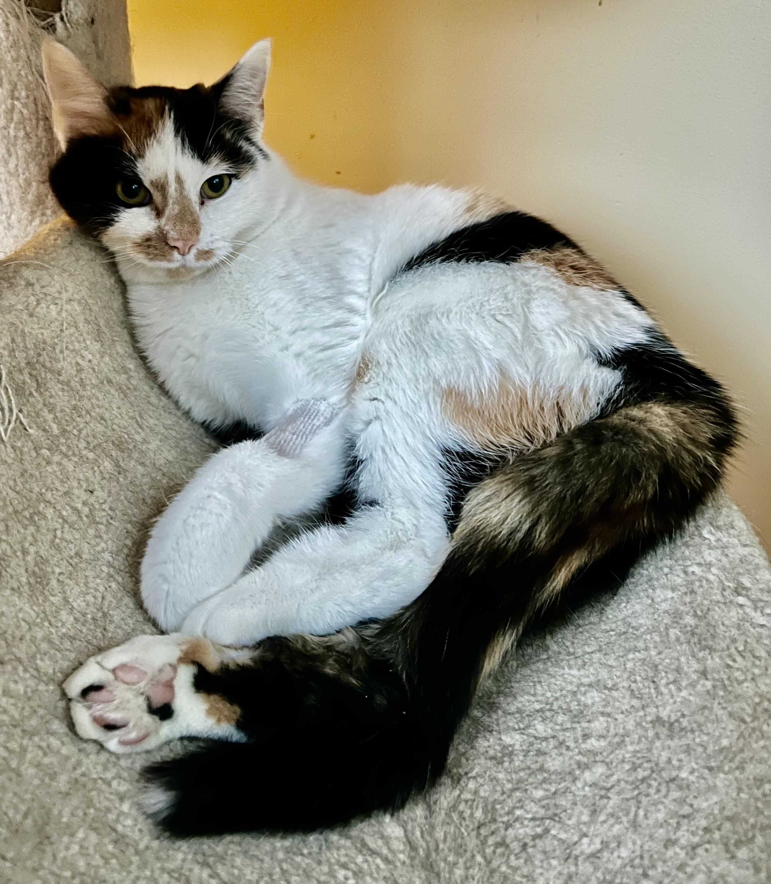 Enlarge Sassy , a ADOPTABLE Calico in Plain City, OH image 3/5