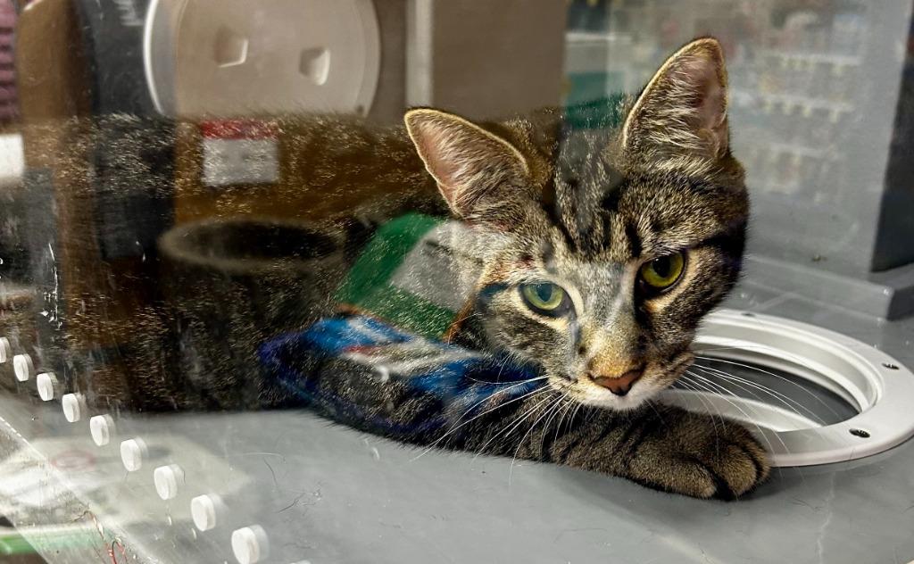 Bentley, Adoptable, Young Male Domestic Short Hair.