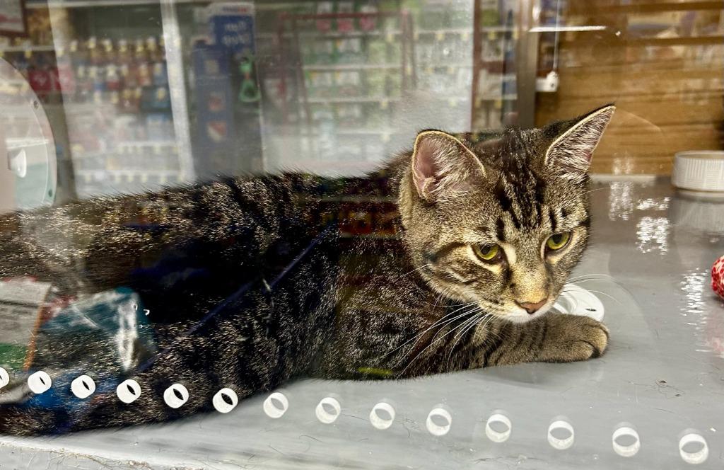 Enlarge Bentley, a Adoptable mixed breed in Effingham, IL image 2/2