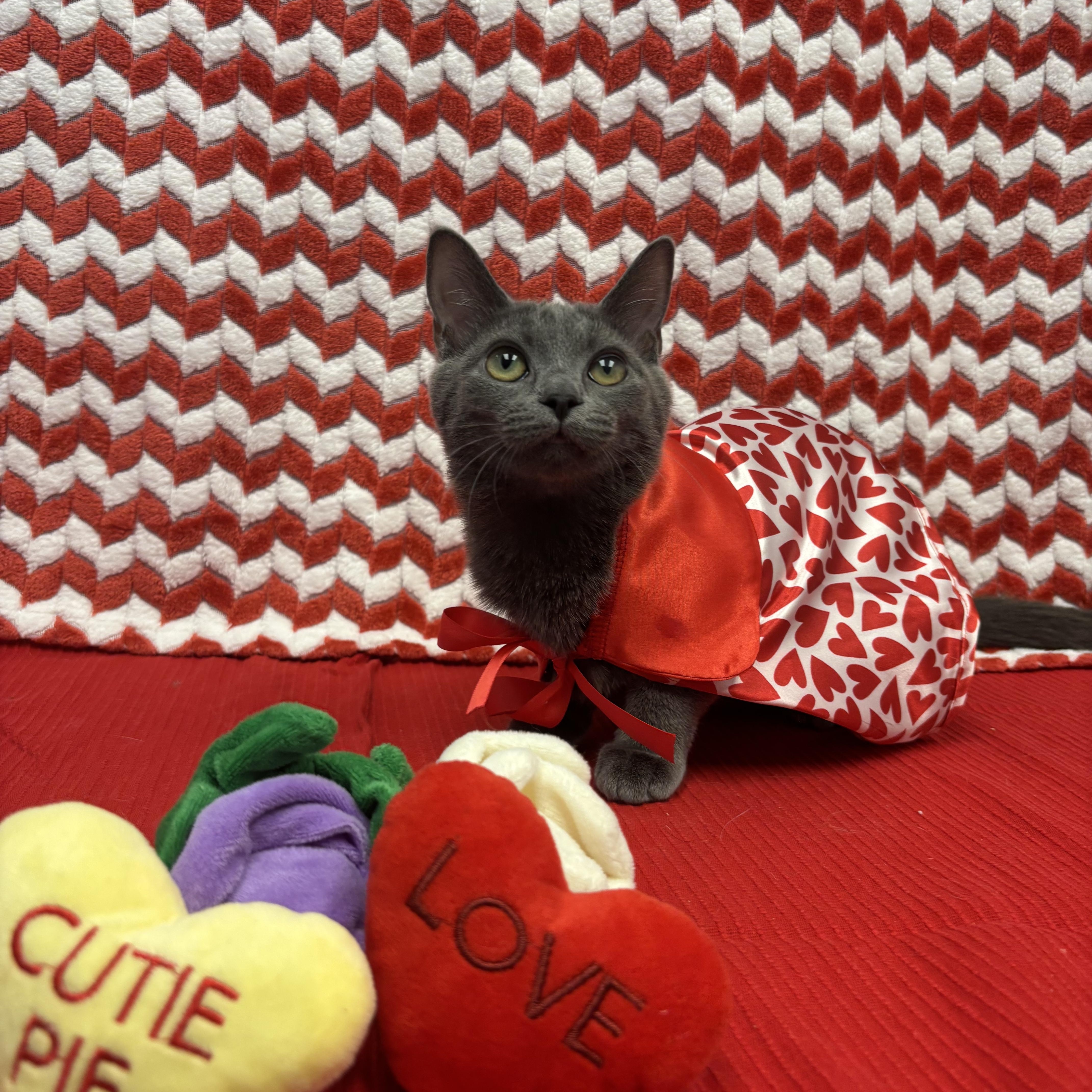 Enderdragon, ADOPTABLE, Kitten Female Domestic Short Hair.