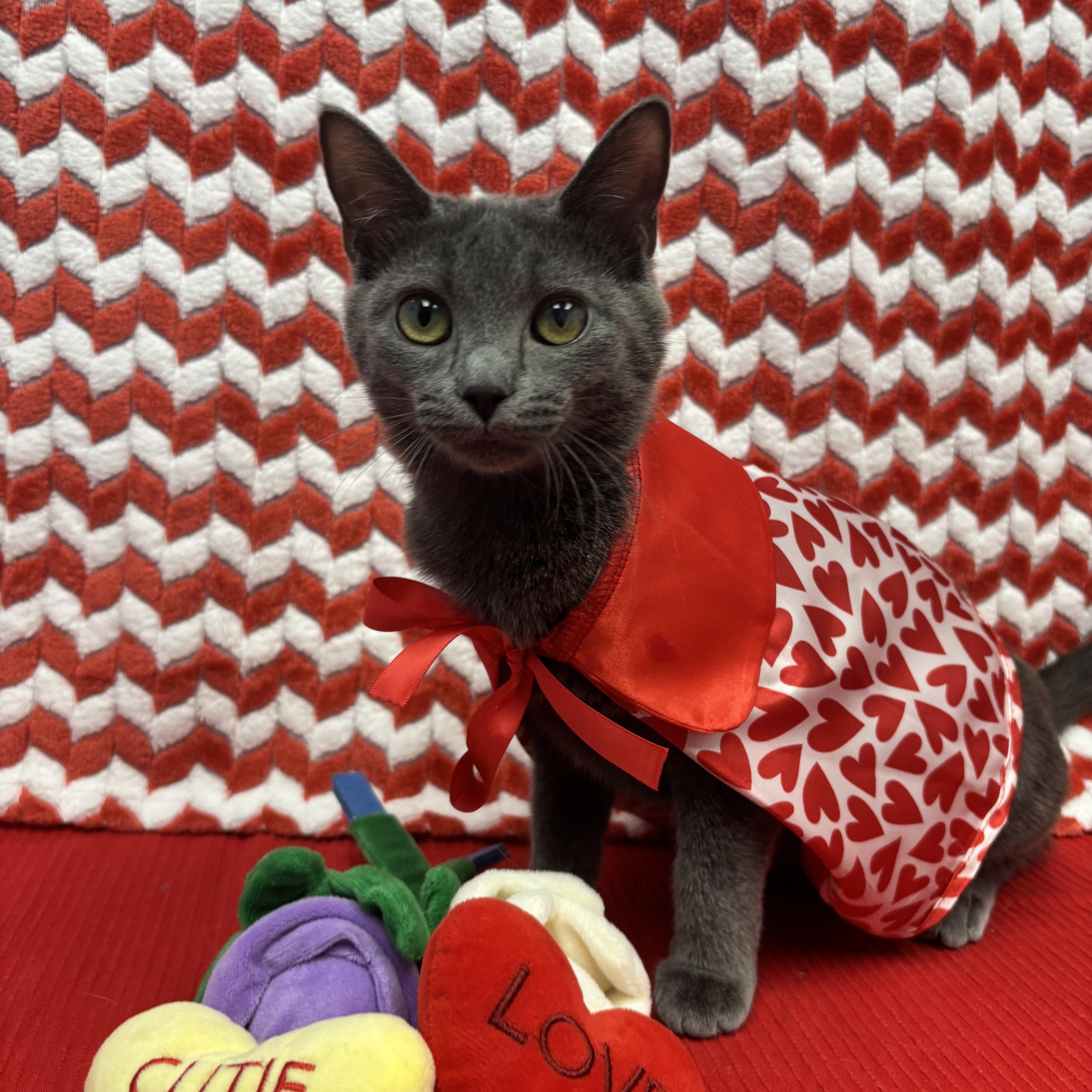 Enlarge Enderdragon, a ADOPTABLE Domestic Short Hair in Bear, DE image 2/5