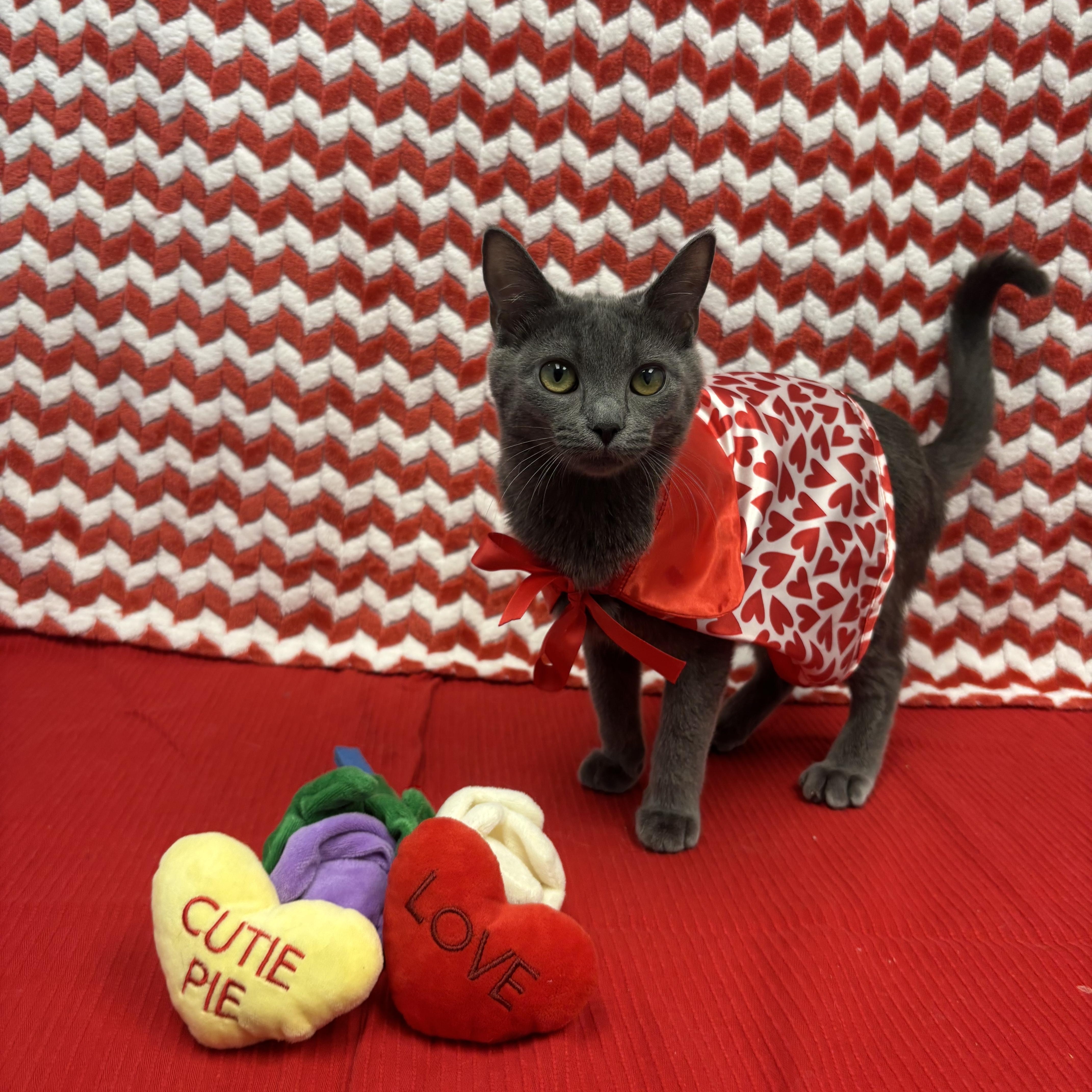 Enlarge Enderdragon, a ADOPTABLE Domestic Short Hair in Bear, DE image 5/5