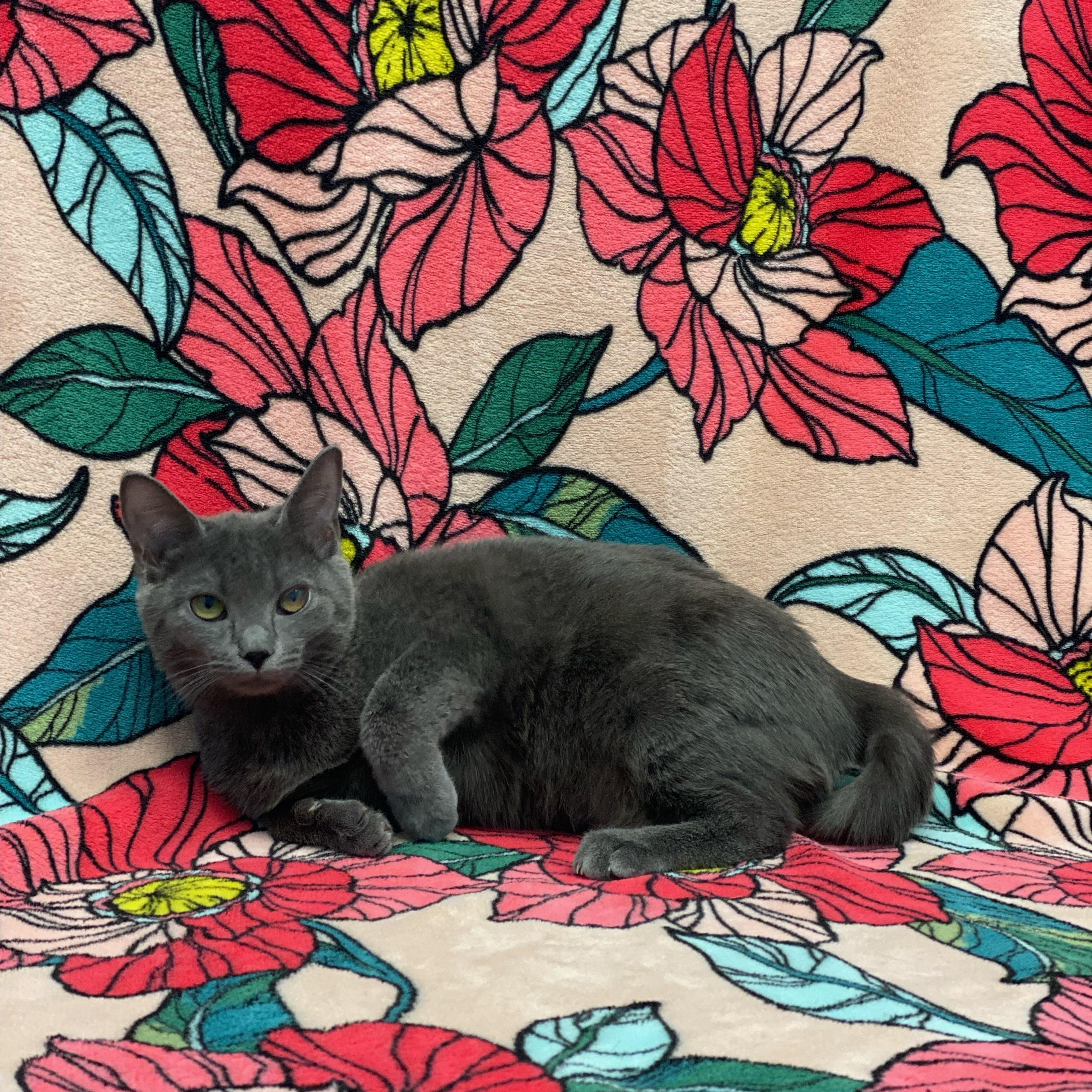 Enlarge Enderdragon, a ADOPTABLE Domestic Short Hair in Bear, DE image 3/5