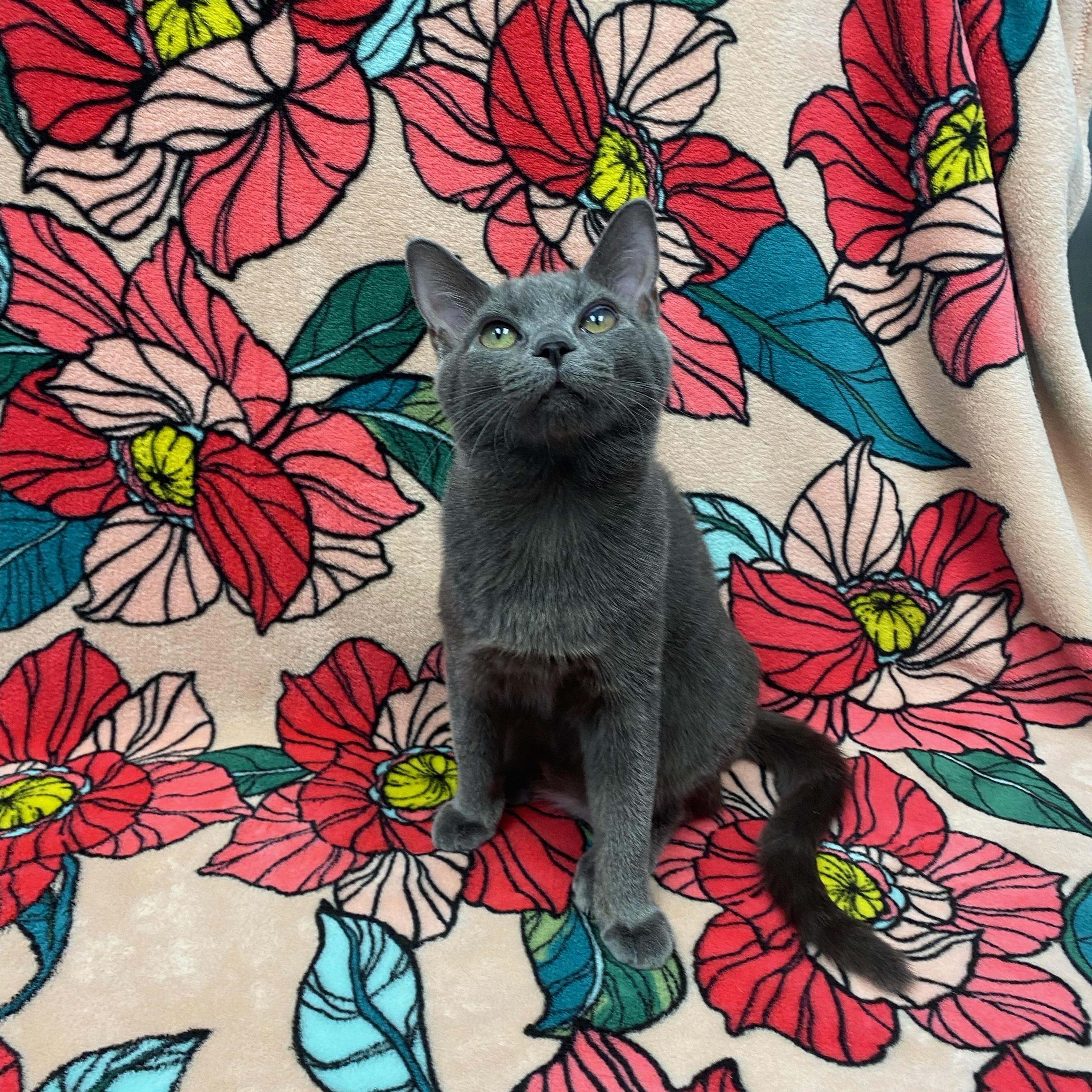 Enlarge Enderdragon, a ADOPTABLE Domestic Short Hair in Bear, DE image 4/5