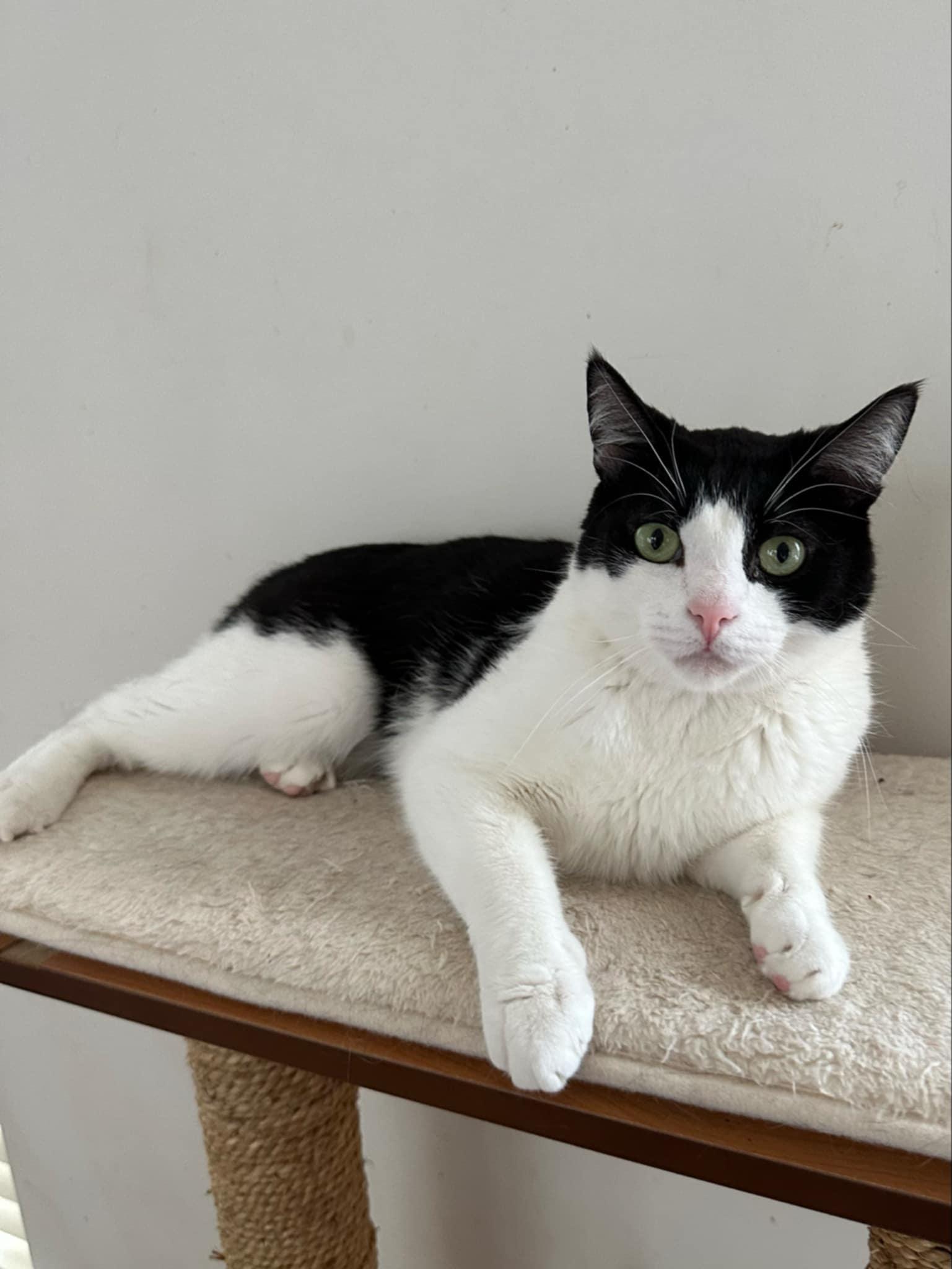 Joey (Bonded with Gunther)