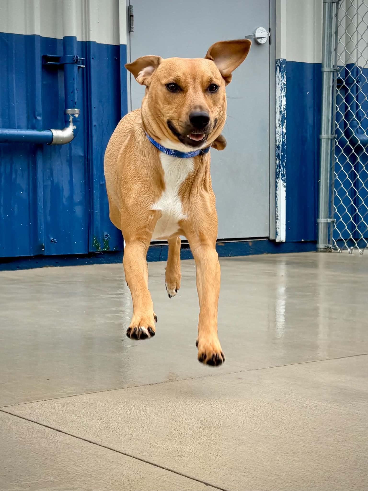 Enlarge Bubbles, an adopted mixed breed in Kalamazoo, MI image 3/6