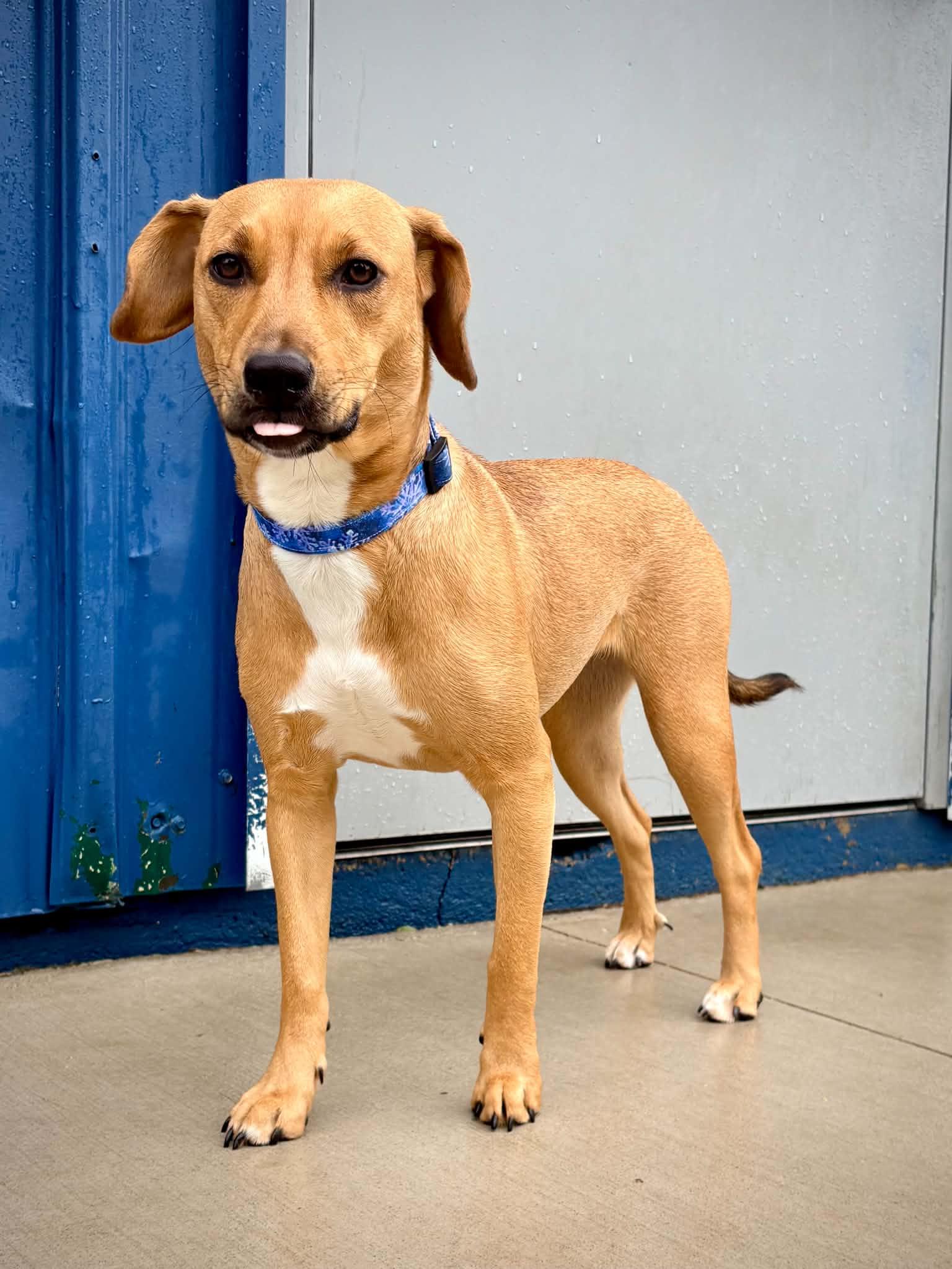Enlarge Bubbles, an adopted mixed breed in Kalamazoo, MI image 5/6