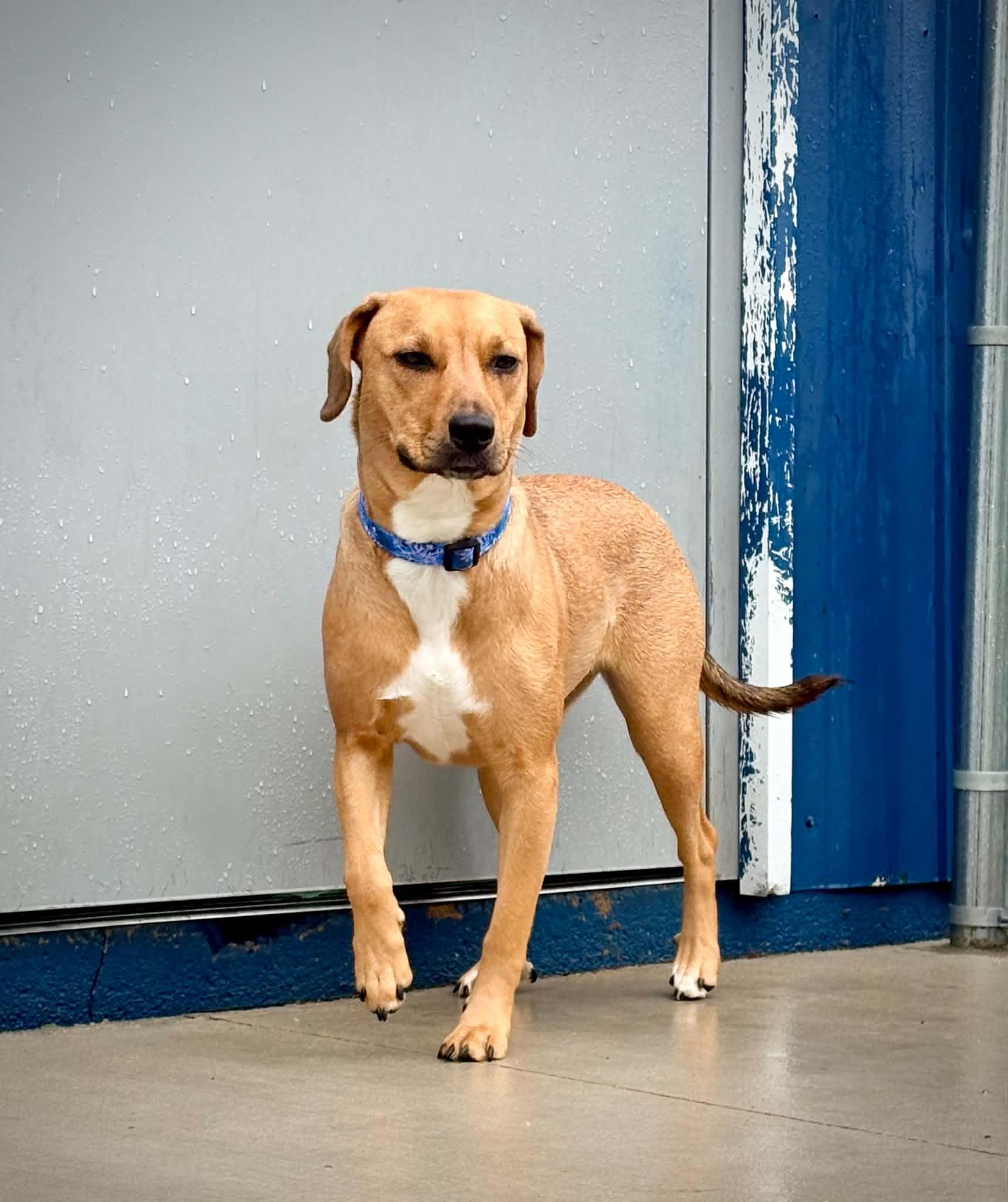 Enlarge Bubbles, an adopted mixed breed in Kalamazoo, MI image 6/6