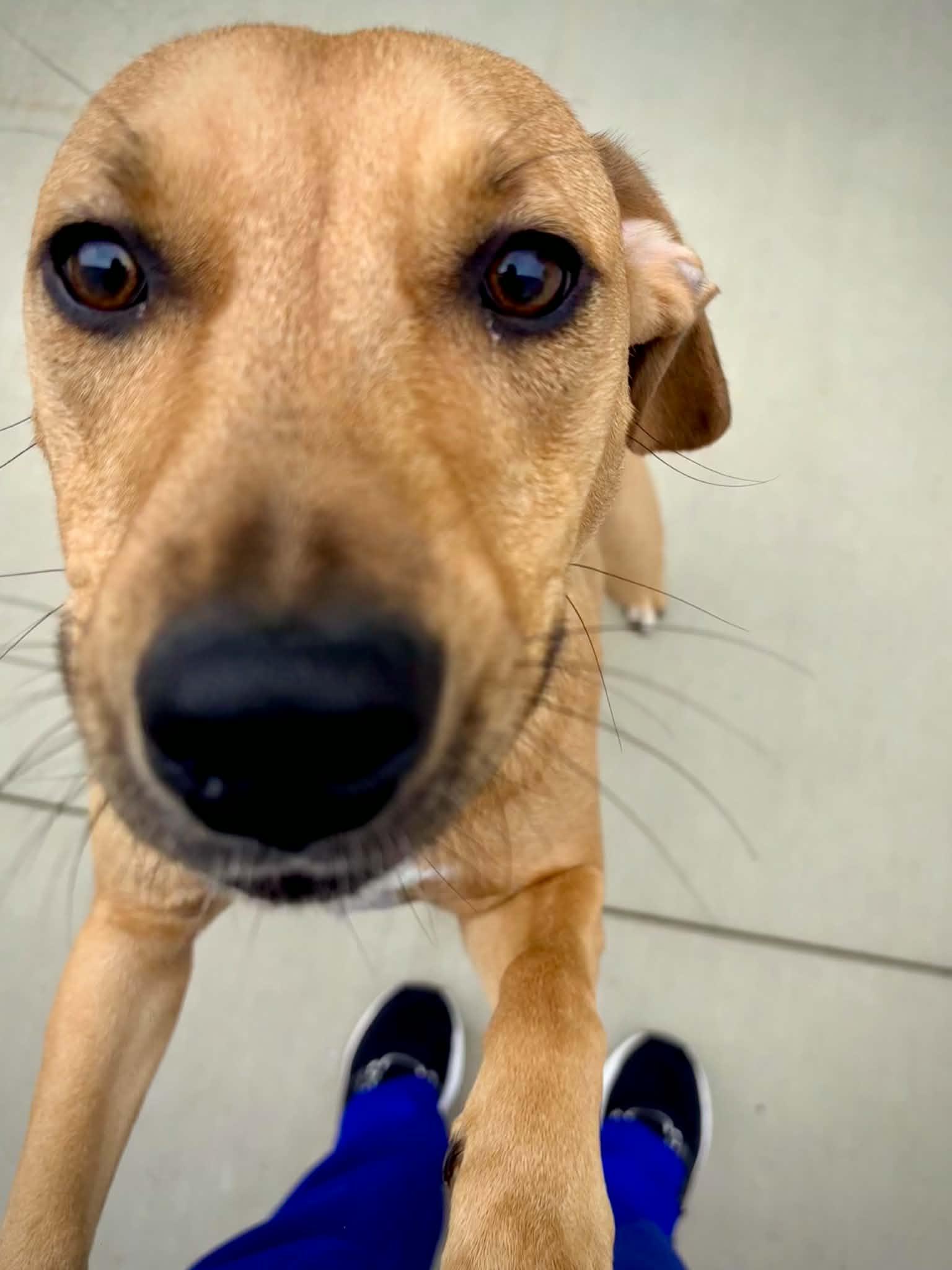 Enlarge Bubbles, an adopted mixed breed in Kalamazoo, MI image 2/6