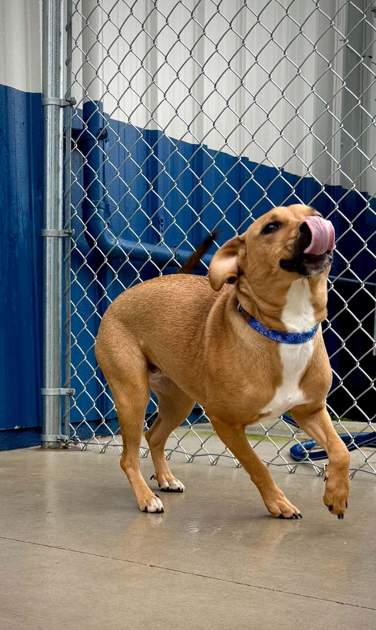 Enlarge Bubbles, an adopted mixed breed in Kalamazoo, MI image 4/6