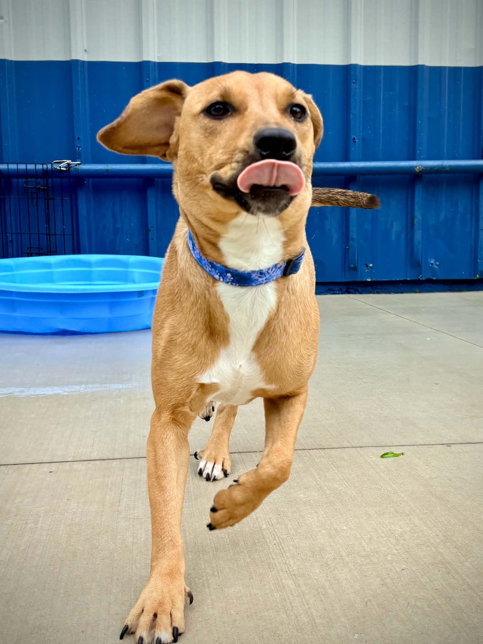 Enlarge Bubbles, an adopted mixed breed in Kalamazoo, MI image 1/6