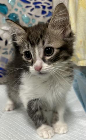 Enlarge JANGLE, a Adoptable Domestic Long Hair in Pensacola, FL image 1/1