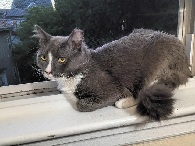 Alfred, Adoptable, Young Male Domestic Medium Hair.