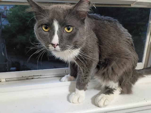 Enlarge Alfred, a Adoptable mixed breed in Pawtucket, RI image 2/5