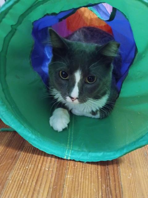 Enlarge Alfred, a Adoptable mixed breed in Pawtucket, RI image 4/5