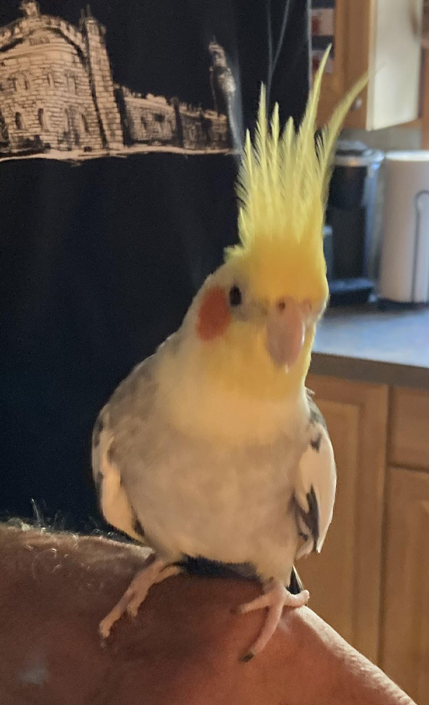 Enlarge Hobie, a Adopted Cockatiel in Belford, NJ image 1/3