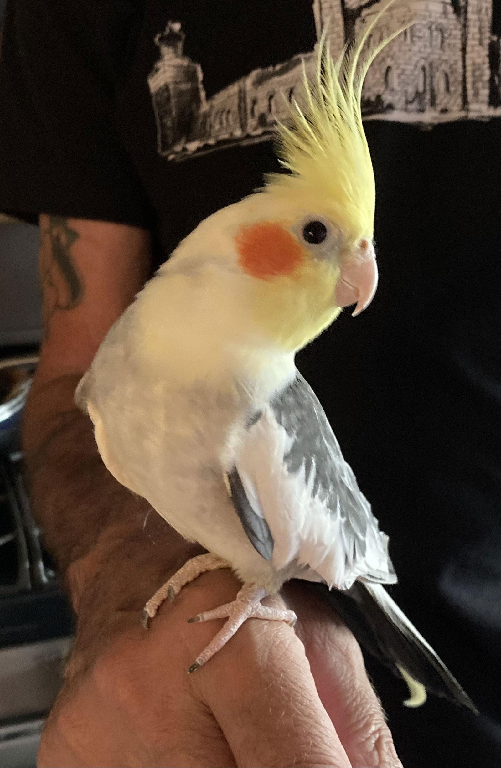 Enlarge Hobie, a Adopted Cockatiel in Belford, NJ image 3/3