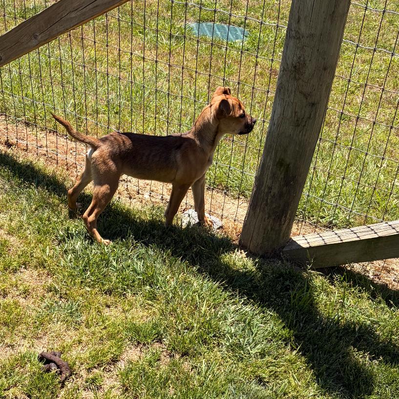 Jesper, Adoptable, Puppy Male Mixed Breed & Boxer.